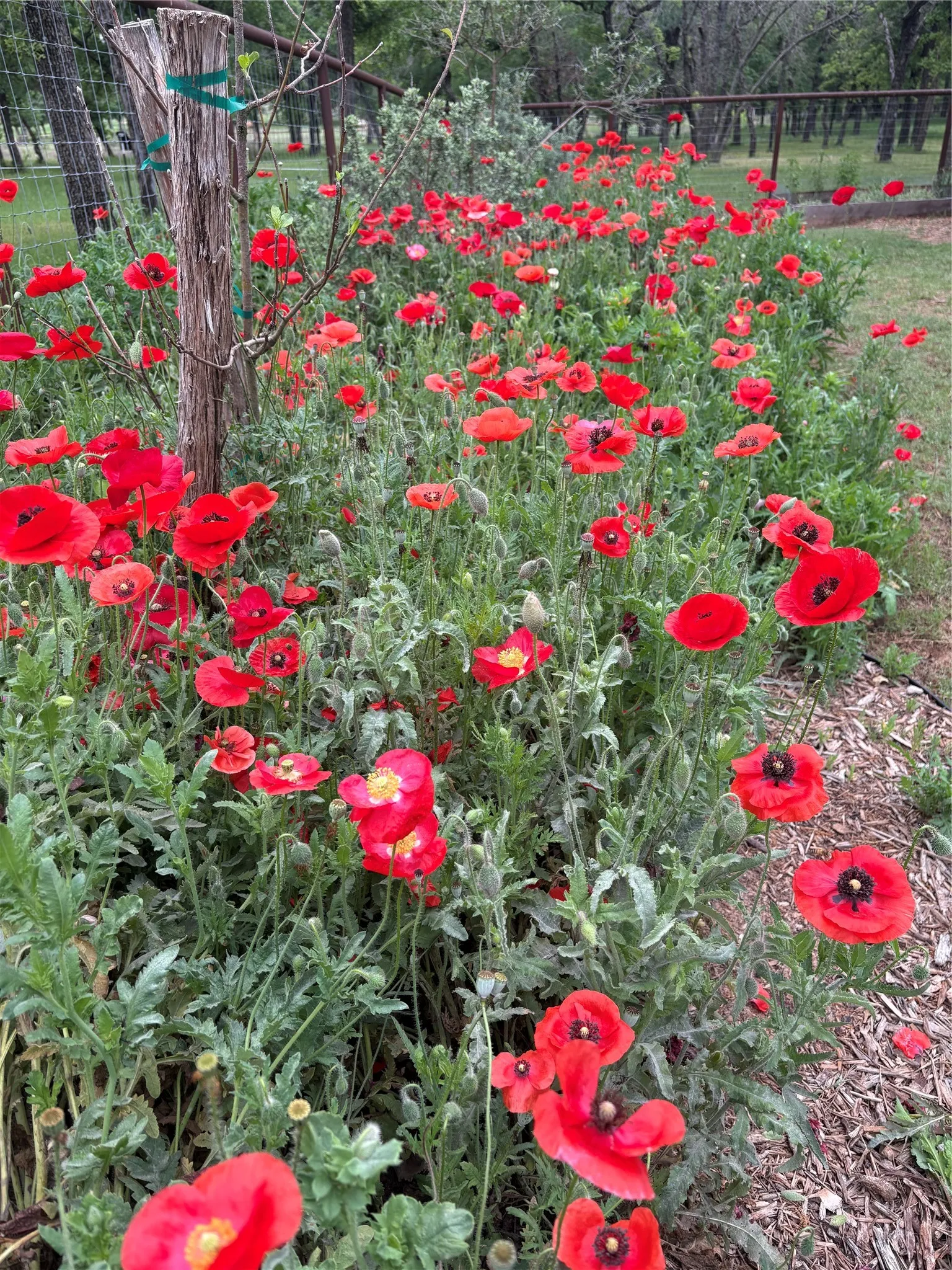 Garden in bloom