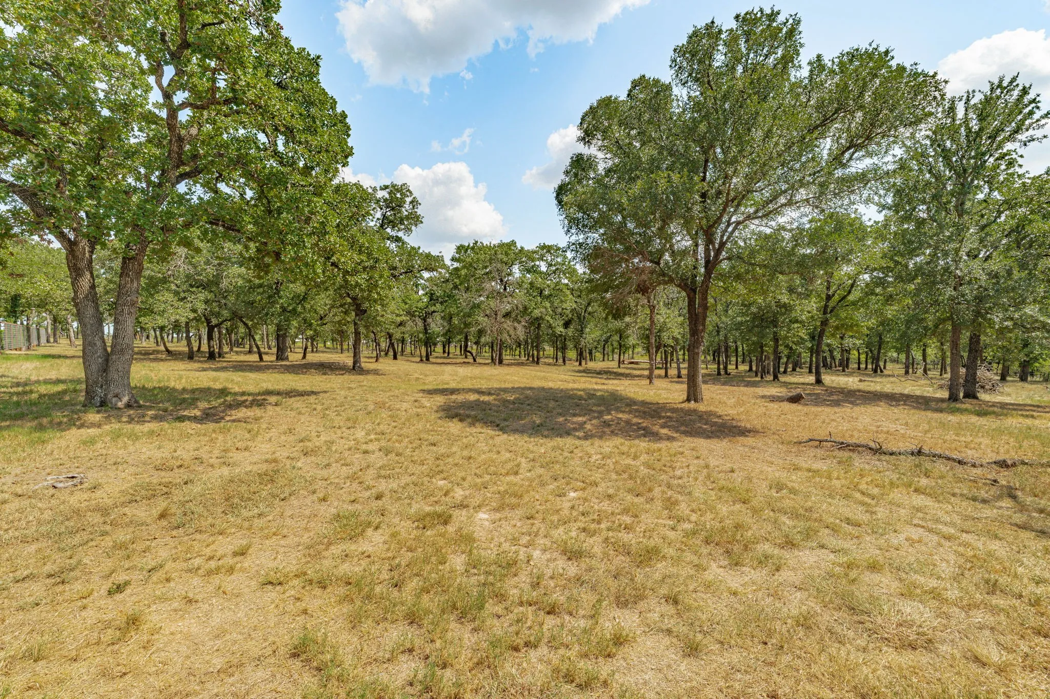 Back Pasture. 300 (last count) Post Oak Trees