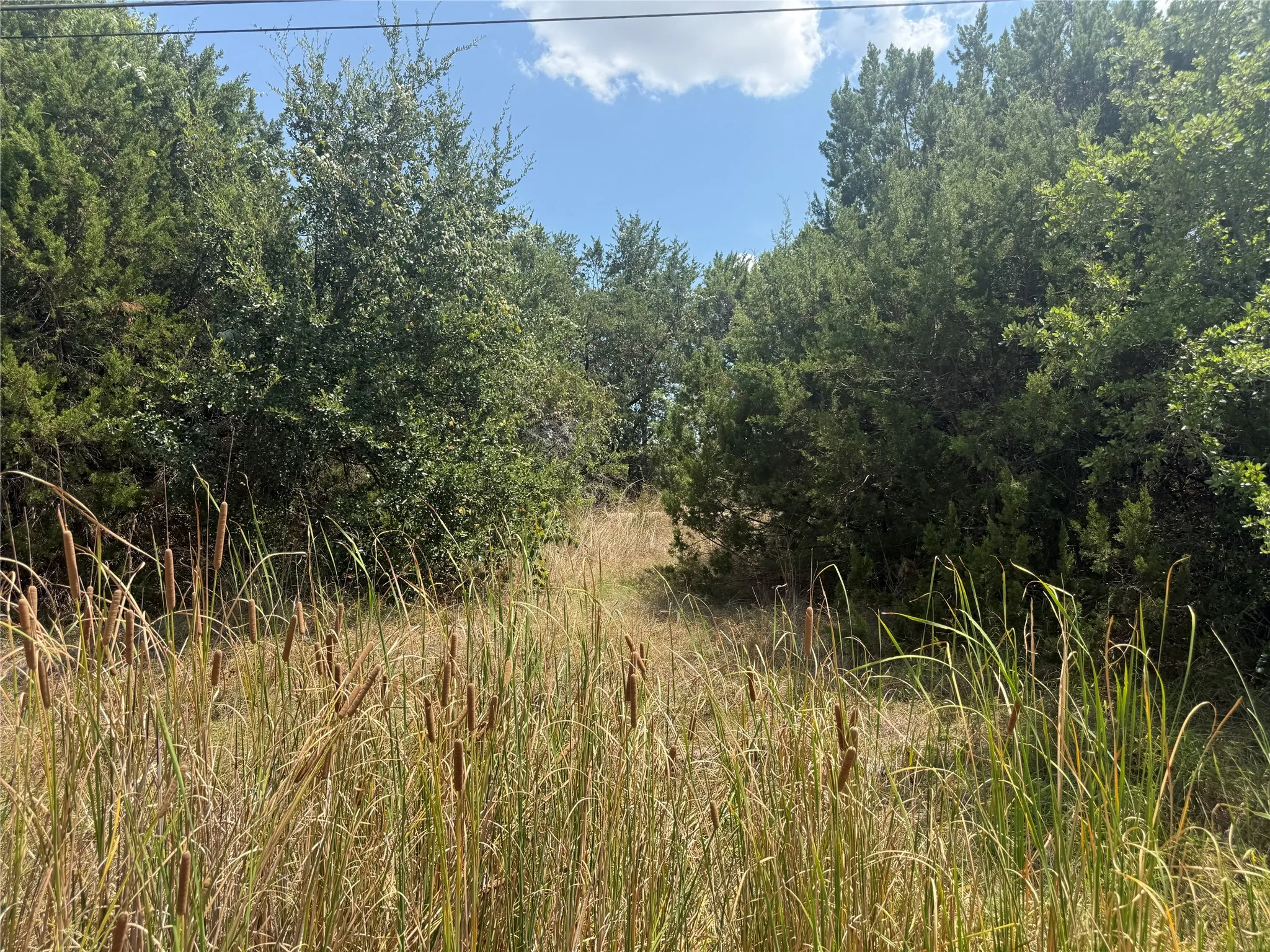 Expansive natural landscape featuring a variety of mature trees and tall grasses