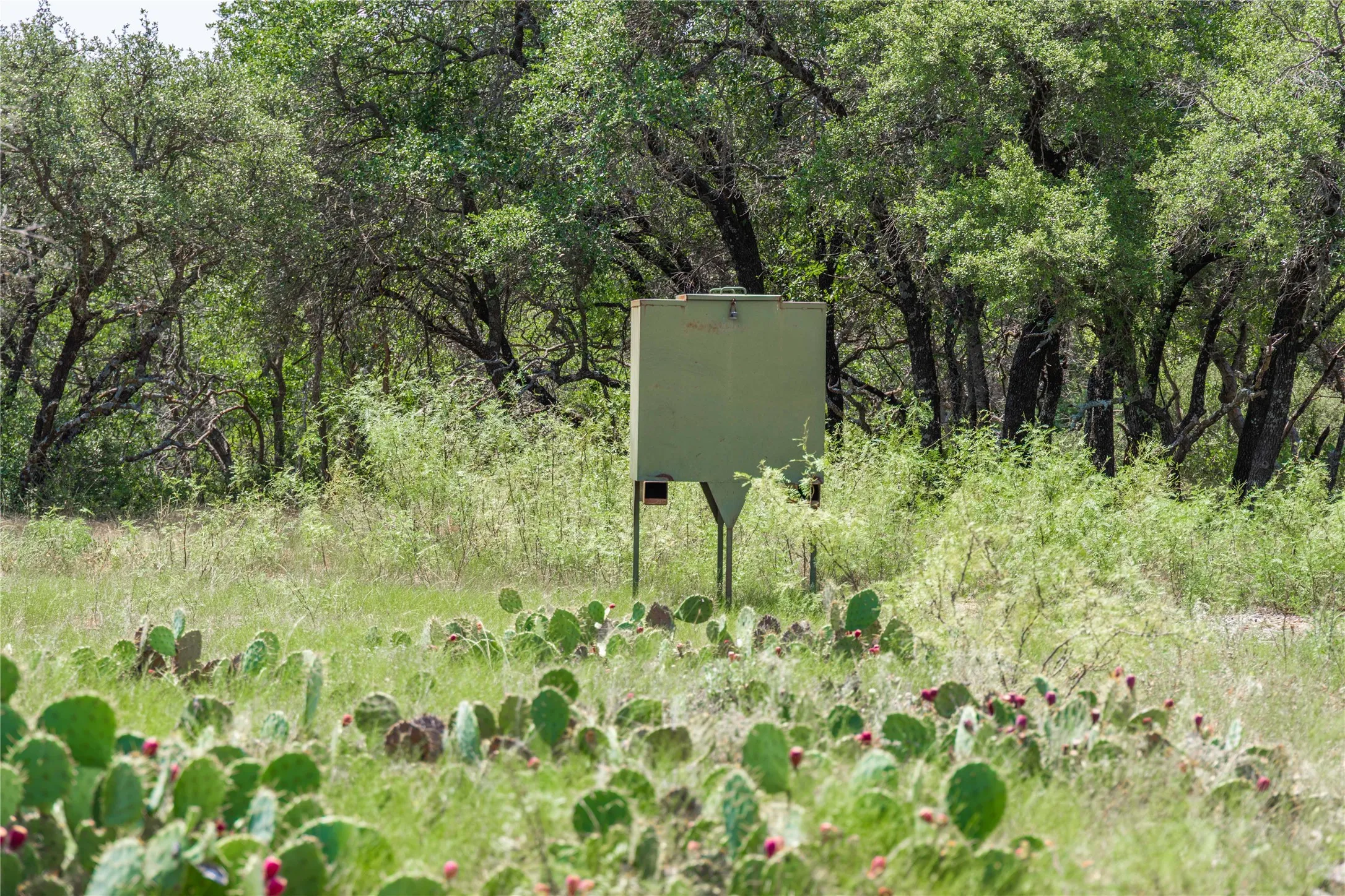 Ranch For Sale in Coleman County , TBD Paisano Road, Coleman, Texas 76834, 0, 0, Garage spaces, 0 Sqft, built in 1990, mls#21352730, Real Estate Agent in Coleman, Homes For Sale in Coleman county, Homes For Sale in Coleman, Realtor in Coleman Texas, Real Estate Brokerage Independent Realty Texas, Luminita Cordes Realtor