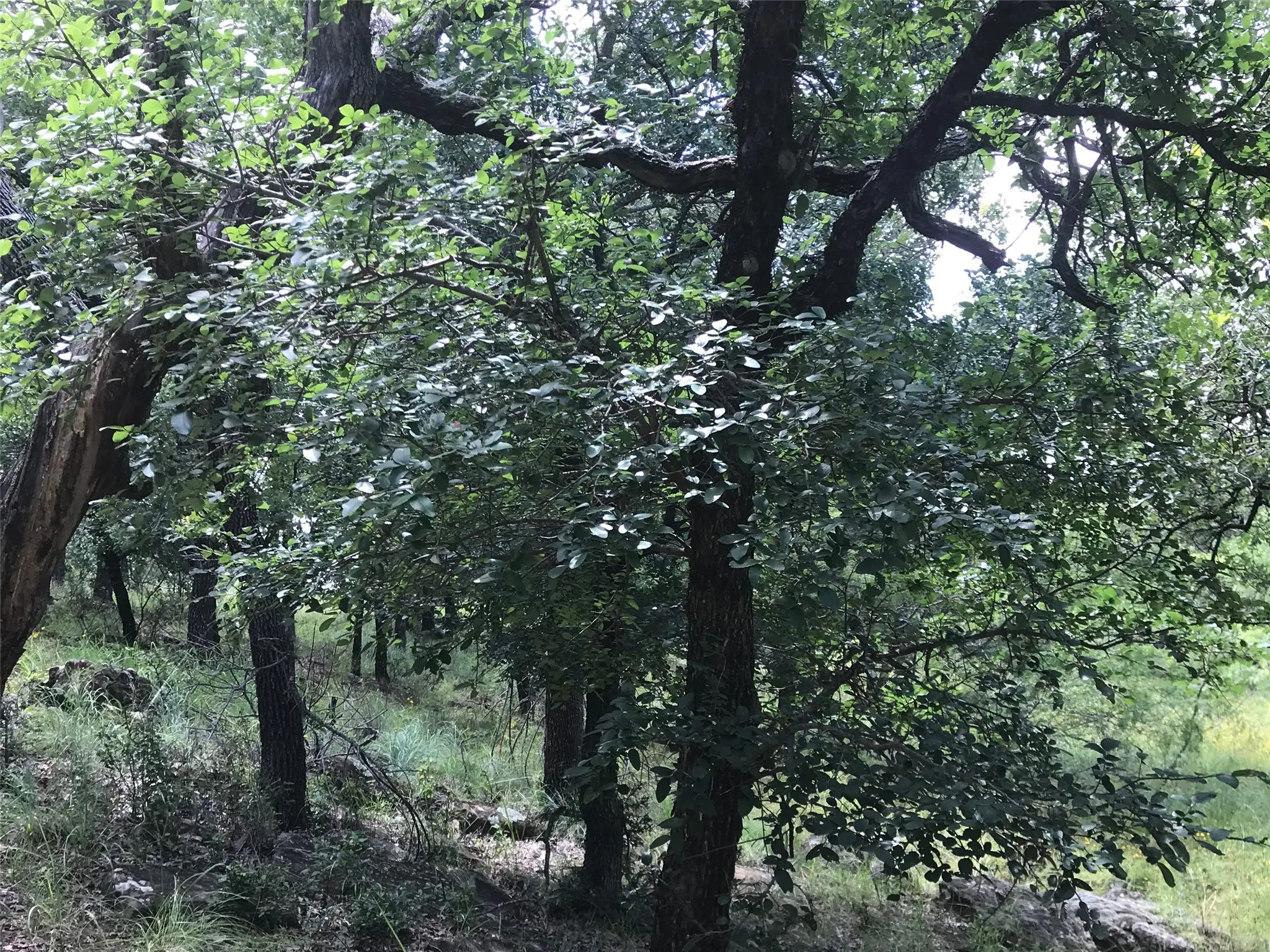 Unimproved Land For Sale in Wise County , Lot 253 Cote D Azur Drive, Chico, Texas 76431, 0, 0, Garage spaces, 0 Sqft, built in 0, mls#21354175, Real Estate Agent in Chico, Homes For Sale in Wise county, Homes For Sale in Chico, Realtor in Chico Texas, Real Estate Brokerage Independent Realty Texas, Luminita Cordes Realtor