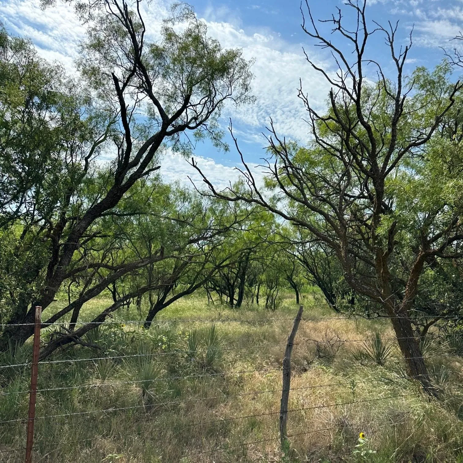 Ranch For Sale in Callahan County , Tract 13 AC CR 105, Abilene, Texas 79601, 0, 0, Garage spaces, 0 Sqft, built in 0, Price $107,835, mls#21355142, Real Estate Agent in Abilene, Homes For Sale in Callahan county, Homes For Sale in Abilene, Realtor in Abilene Texas, Real Estate Brokerage Independent Realty Texas, Luminita Cordes Realtor