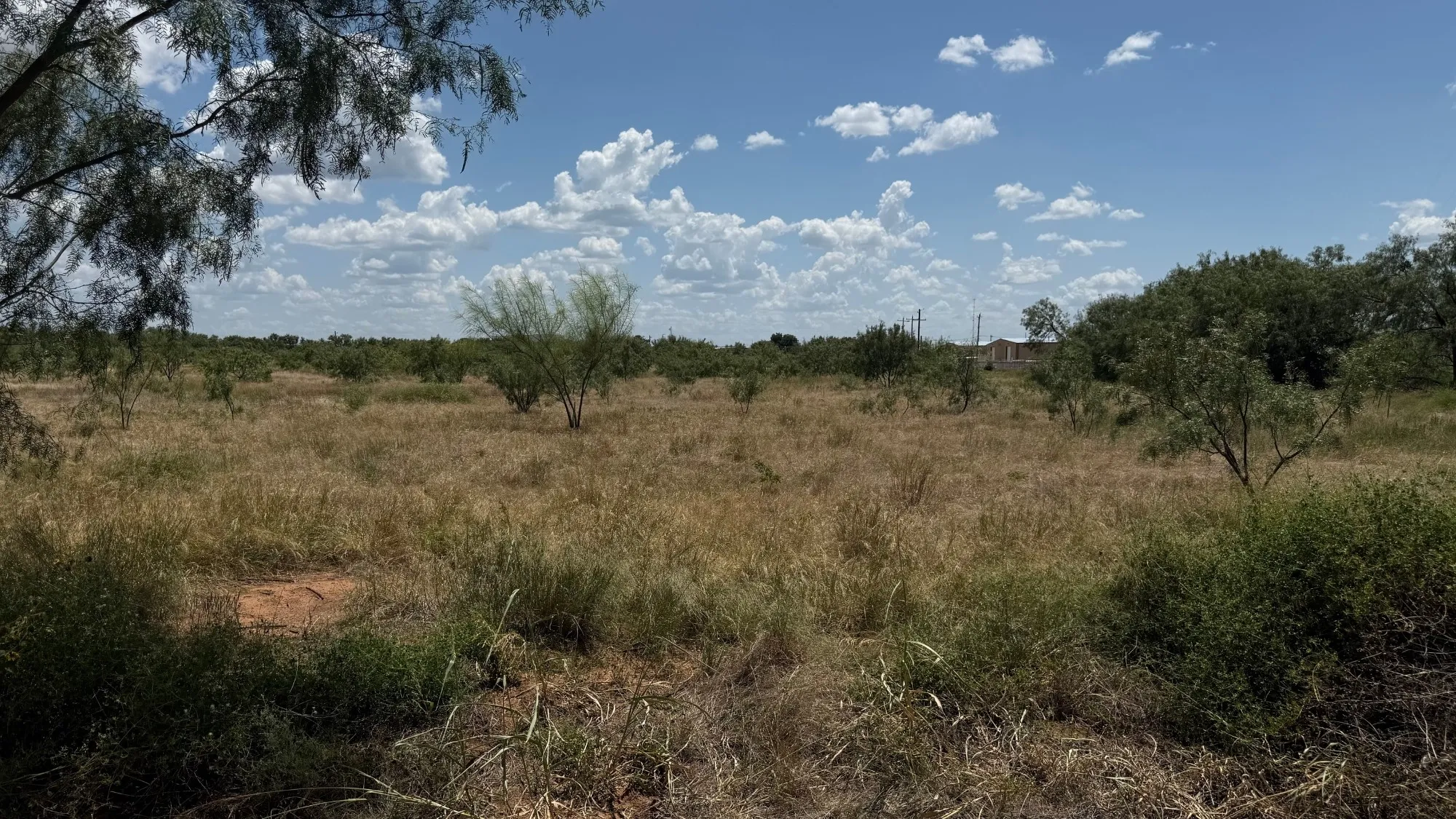Expansive natural landscape with varied mature vegetation and open clearings