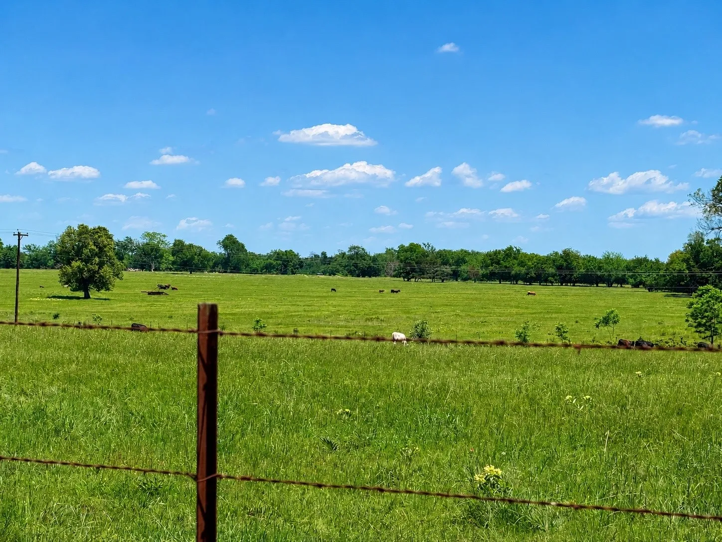 Unimproved Land For Sale in Hopkins County , TBD CR 3561, Sulphur Bluff, Texas 75481, 0, 0, Garage spaces, 0 Sqft, built in 0, Price $119,000, mls#21355179, Real Estate Agent in Sulphur Bluff, Homes For Sale in Hopkins county, Homes For Sale in Sulphur Bluff, Realtor in Sulphur Bluff Texas, Real Estate Brokerage Independent Realty Texas, Luminita Cordes Realtor