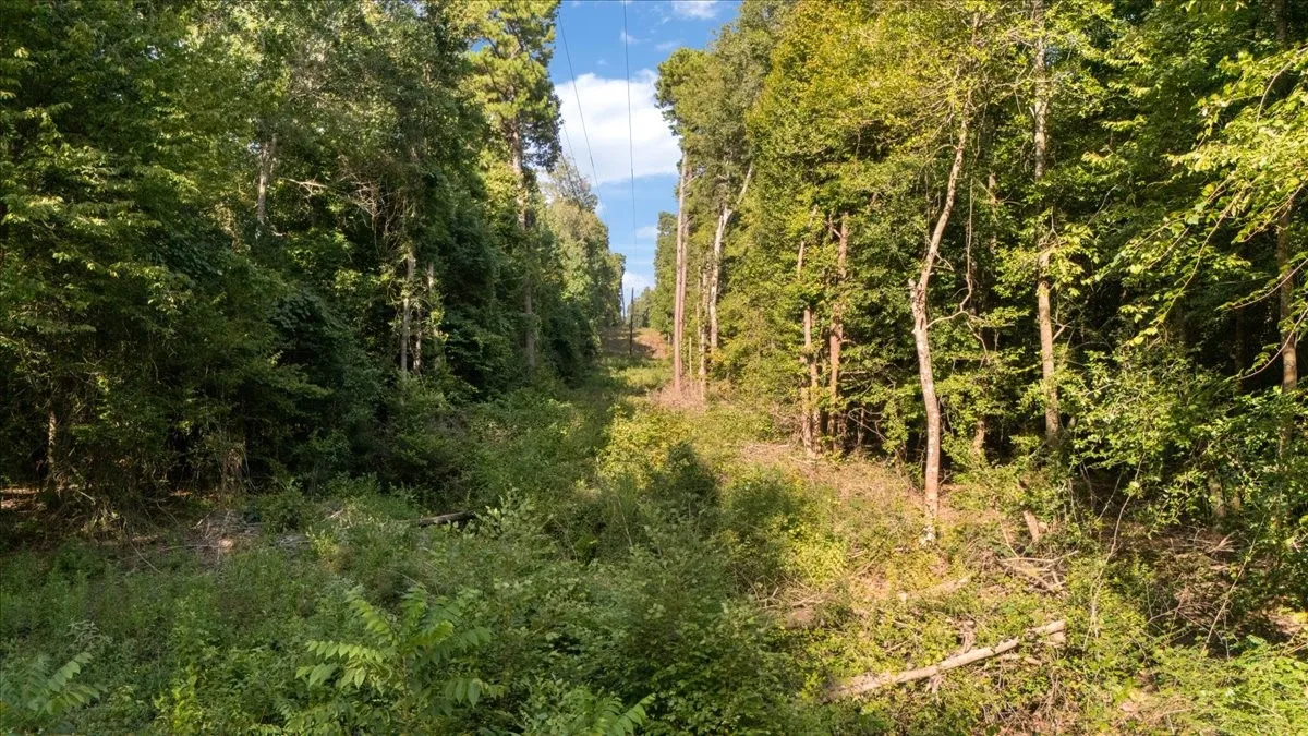 Wooded lot featuring mature trees, natural vegetation, and cleared pathway through the property