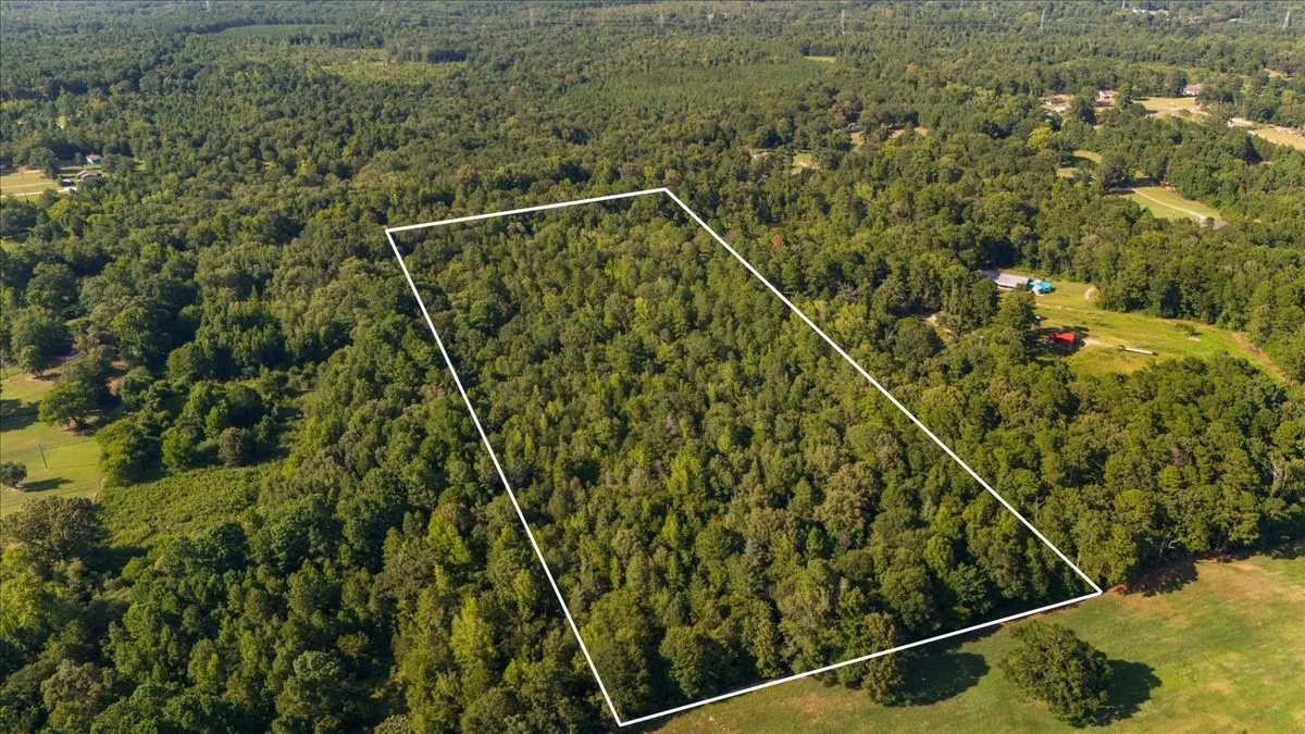 Expansive wooded lot with varied tree coverage