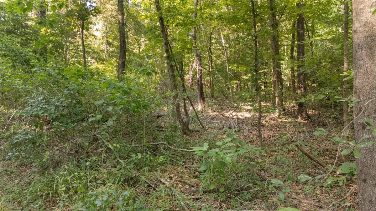 Wooded lot featuring mature trees and natural foliage