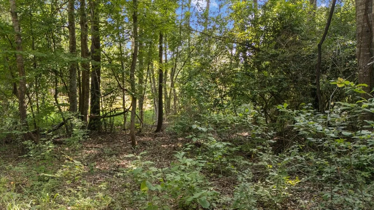 Wooded acreage featuring mature trees and varied undergrowth