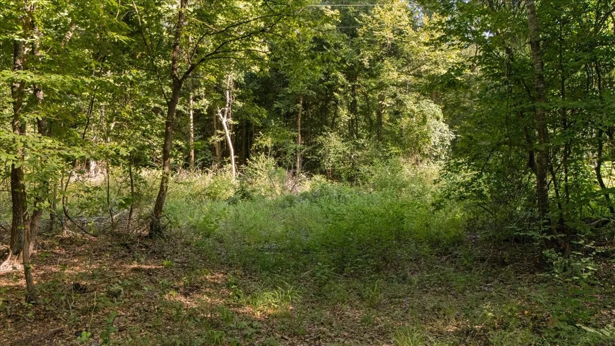 Expansive wooded lot featuring mature trees and a clearing