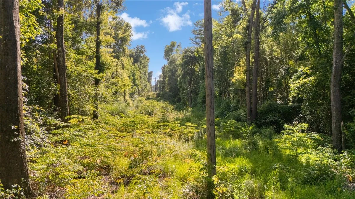 Wooded property featuring mature trees, diverse undergrowth, and natural foliage
