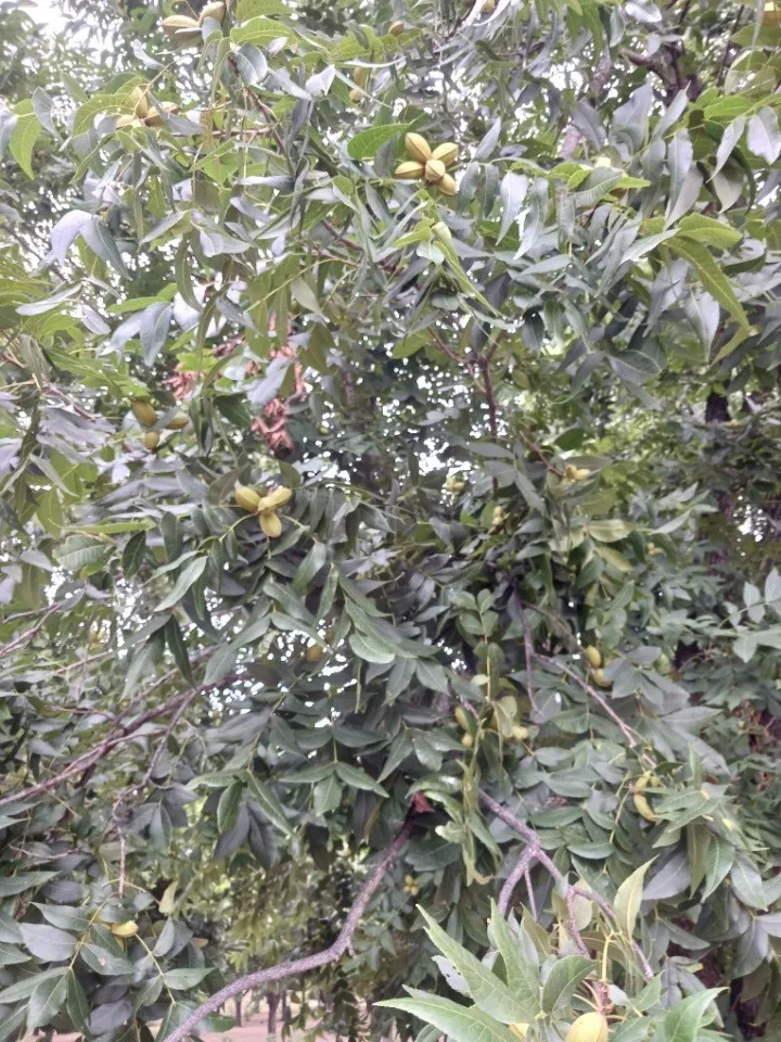 Improved Land For Sale in Comanche County , 0000 FM 1496, Dublin, Texas 76446, 0, 0, Garage spaces, 0 Sqft, built in 0, Price $485,000, mls#21348858, Real Estate Agent in Dublin, Homes For Sale in Comanche county, Homes For Sale in Dublin, Realtor in Dublin Texas, Real Estate Brokerage Independent Realty Texas, Luminita Cordes Realtor