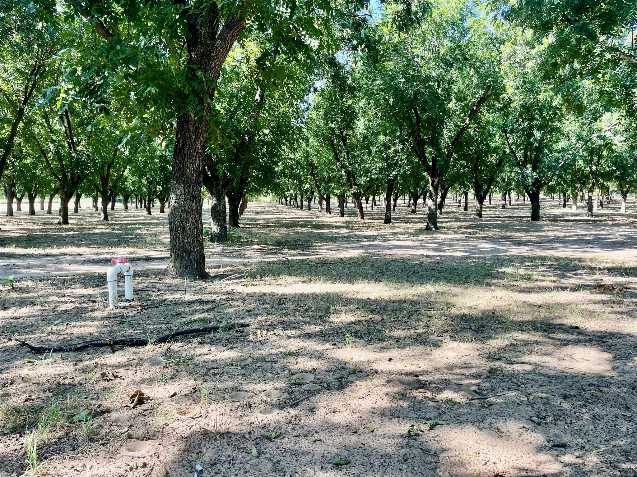 Improved Land For Sale in Comanche County , 0000 FM 1496, Dublin, Texas 76446, 0, 0, Garage spaces, 0 Sqft, built in 0, Price $485,000, mls#21348858, Real Estate Agent in Dublin, Homes For Sale in Comanche county, Homes For Sale in Dublin, Realtor in Dublin Texas, Real Estate Brokerage Independent Realty Texas, Luminita Cordes Realtor