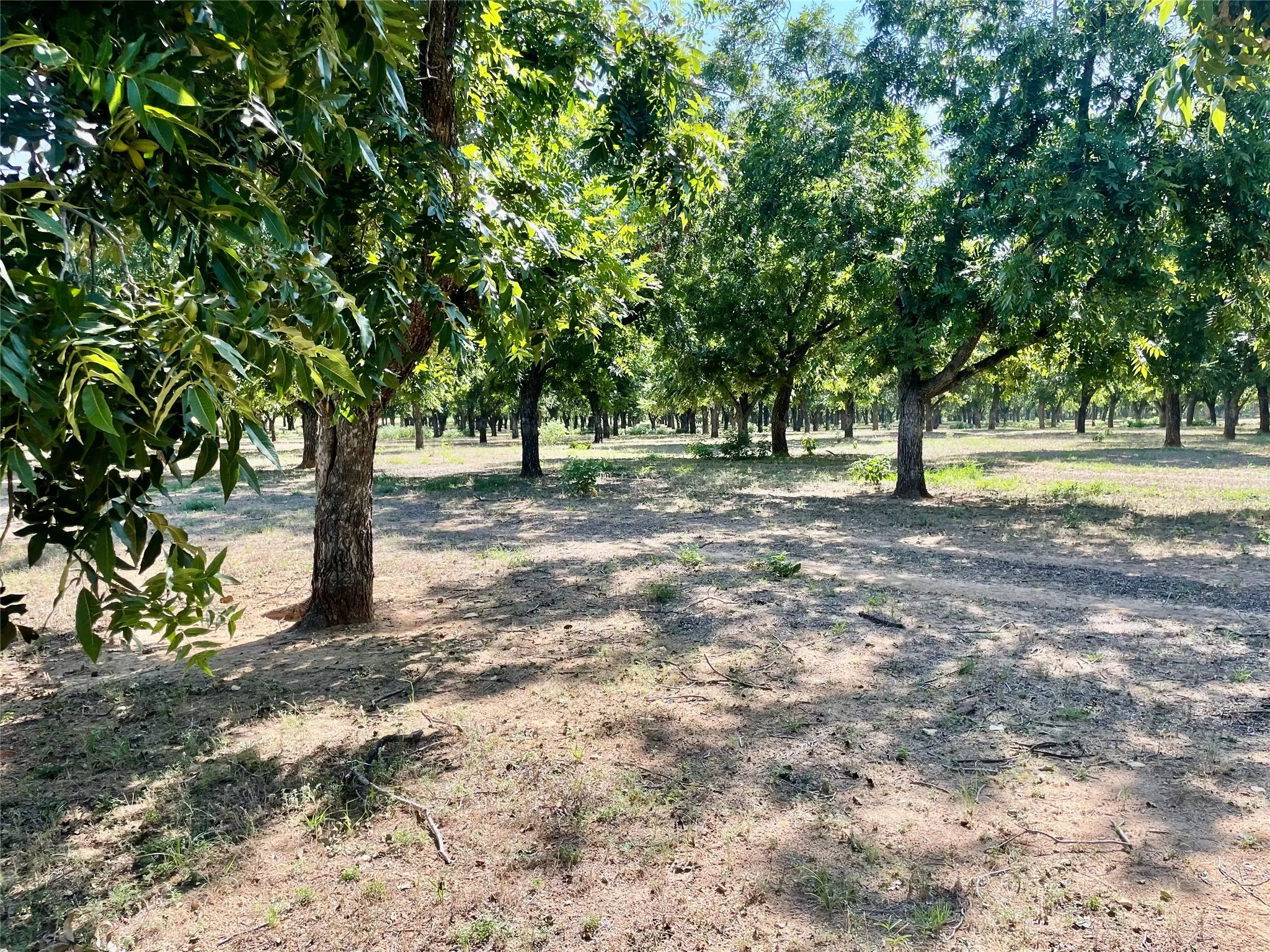 Improved Land For Sale in Comanche County , 0000 FM 1496, Dublin, Texas 76446, 0, 0, Garage spaces, 0 Sqft, built in 0, Price $485,000, mls#21348858, Real Estate Agent in Dublin, Homes For Sale in Comanche county, Homes For Sale in Dublin, Realtor in Dublin Texas, Real Estate Brokerage Independent Realty Texas, Luminita Cordes Realtor