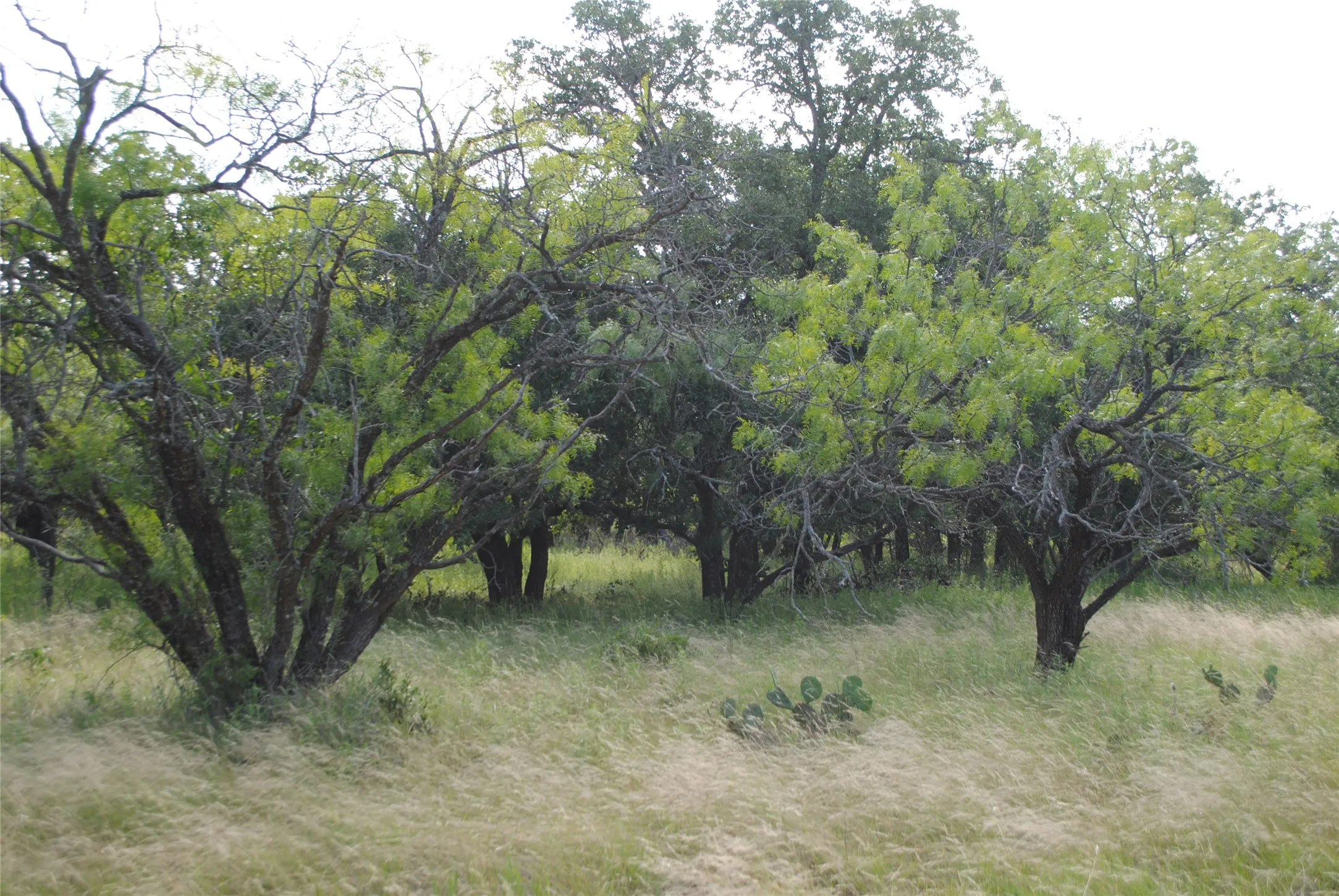 Ranch For Sale in Comanche County , 0000 Cr 190, Comanche, Texas 76442, 0, 0, Garage spaces, 0 Sqft, built in 0, Price $3,950,000, mls#21331900, Real Estate Agent in Comanche, Homes For Sale in Comanche county, Homes For Sale in Comanche, Realtor in Comanche Texas, Real Estate Brokerage Independent Realty Texas, Luminita Cordes Realtor