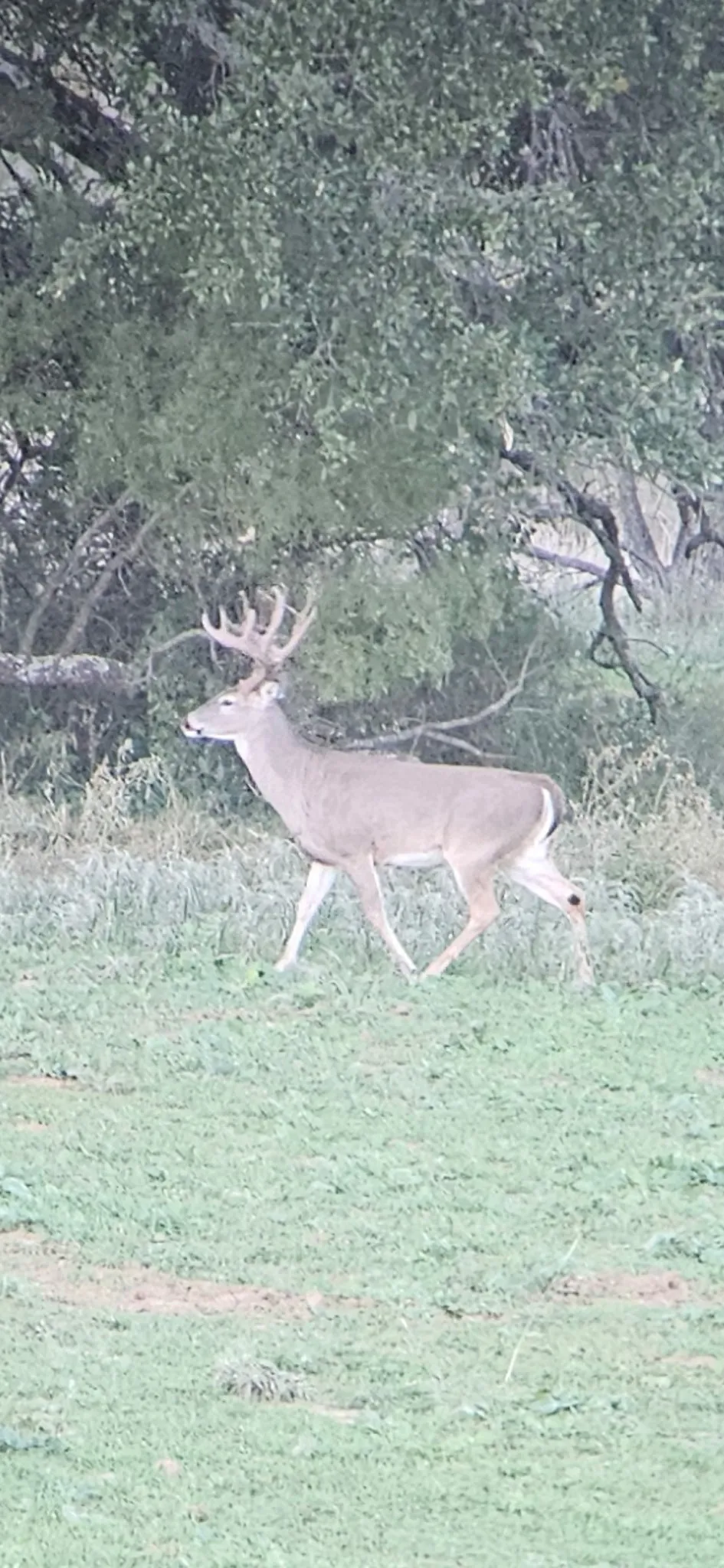 Ranch For Sale in Comanche County , 0000 Cr 190, Comanche, Texas 76442, 0, 0, Garage spaces, 0 Sqft, built in 0, Price $3,950,000, mls#21331900, Real Estate Agent in Comanche, Homes For Sale in Comanche county, Homes For Sale in Comanche, Realtor in Comanche Texas, Real Estate Brokerage Independent Realty Texas, Luminita Cordes Realtor