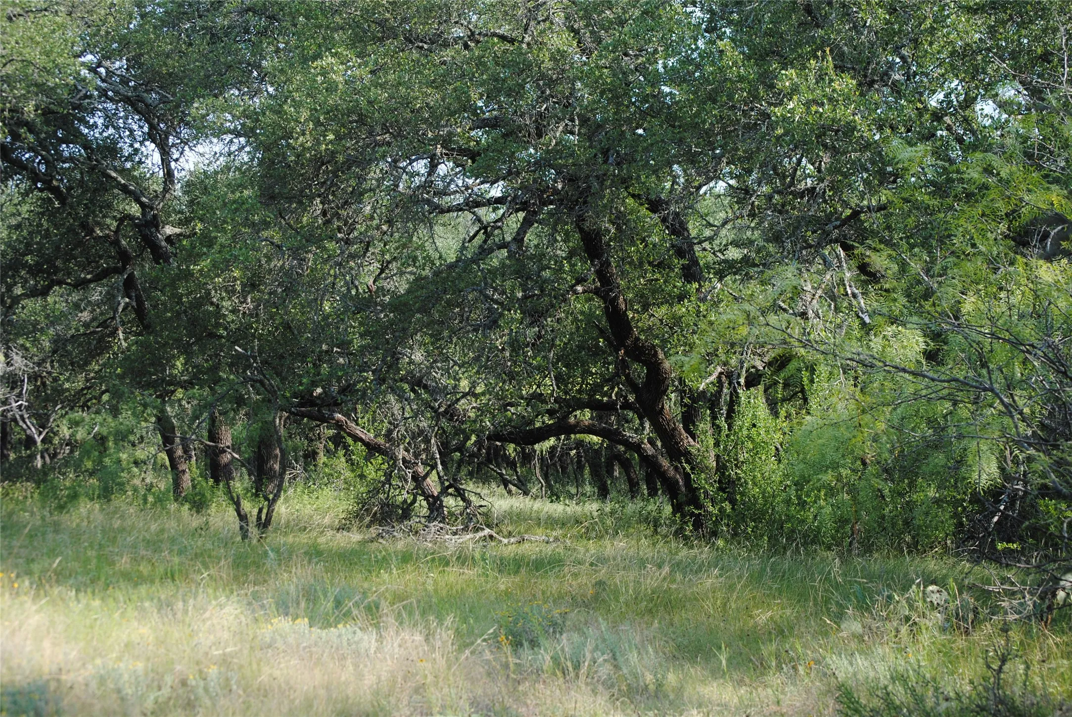Ranch For Sale in Comanche County , 0000 Cr 190, Comanche, Texas 76442, 0, 0, Garage spaces, 0 Sqft, built in 0, Price $3,950,000, mls#21331900, Real Estate Agent in Comanche, Homes For Sale in Comanche county, Homes For Sale in Comanche, Realtor in Comanche Texas, Real Estate Brokerage Independent Realty Texas, Luminita Cordes Realtor