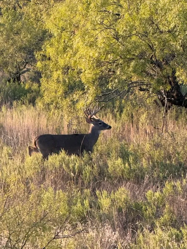 Ranch For Sale in Comanche County , 0000 Cr 190, Comanche, Texas 76442, 0, 0, Garage spaces, 0 Sqft, built in 0, Price $3,950,000, mls#21331900, Real Estate Agent in Comanche, Homes For Sale in Comanche county, Homes For Sale in Comanche, Realtor in Comanche Texas, Real Estate Brokerage Independent Realty Texas, Luminita Cordes Realtor