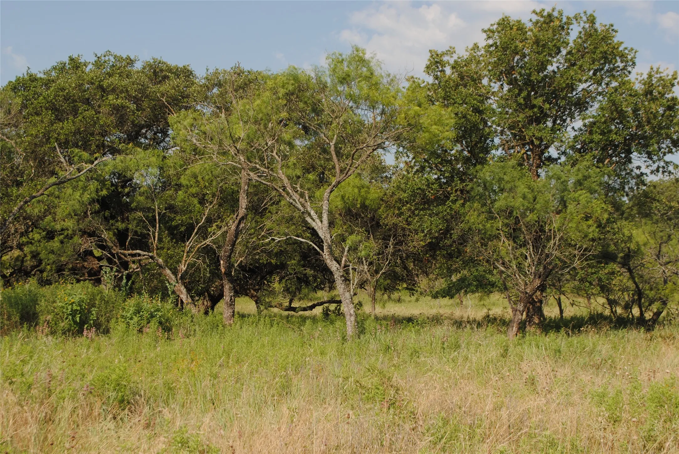 Ranch For Sale in Comanche County , 0000 Cr 190, Comanche, Texas 76442, 0, 0, Garage spaces, 0 Sqft, built in 0, Price $3,950,000, mls#21331900, Real Estate Agent in Comanche, Homes For Sale in Comanche county, Homes For Sale in Comanche, Realtor in Comanche Texas, Real Estate Brokerage Independent Realty Texas, Luminita Cordes Realtor