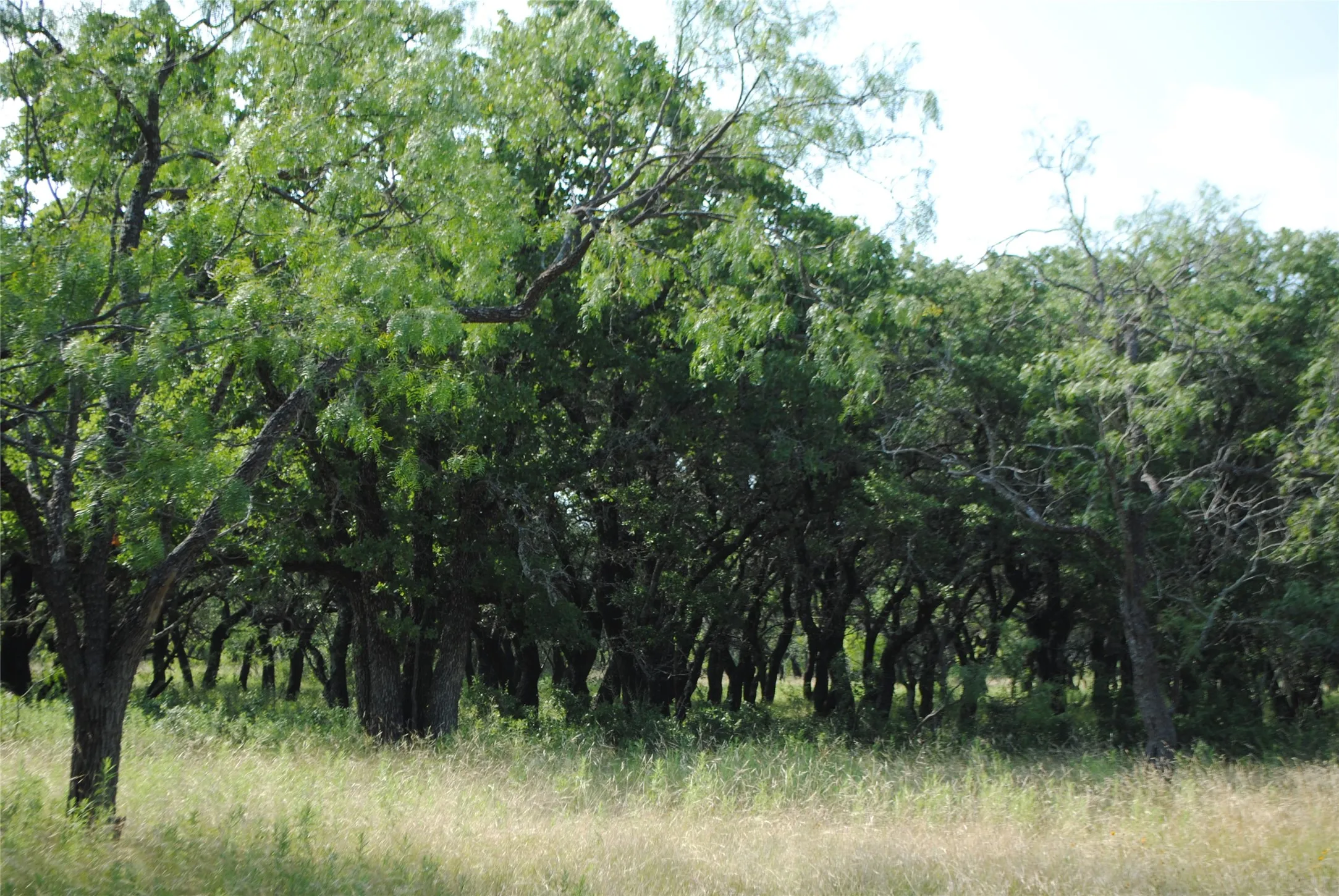 Ranch For Sale in Comanche County , 0000 Cr 190, Comanche, Texas 76442, 0, 0, Garage spaces, 0 Sqft, built in 0, Price $3,950,000, mls#21331900, Real Estate Agent in Comanche, Homes For Sale in Comanche county, Homes For Sale in Comanche, Realtor in Comanche Texas, Real Estate Brokerage Independent Realty Texas, Luminita Cordes Realtor