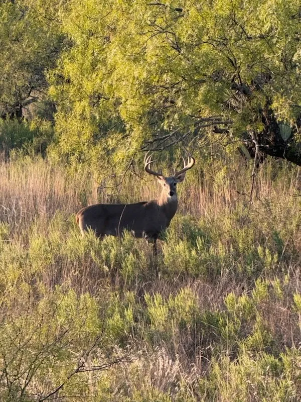 Ranch For Sale in Comanche County , 0000 Cr 190, Comanche, Texas 76442, 0, 0, Garage spaces, 0 Sqft, built in 0, Price $3,950,000, mls#21331900, Real Estate Agent in Comanche, Homes For Sale in Comanche county, Homes For Sale in Comanche, Realtor in Comanche Texas, Real Estate Brokerage Independent Realty Texas, Luminita Cordes Realtor
