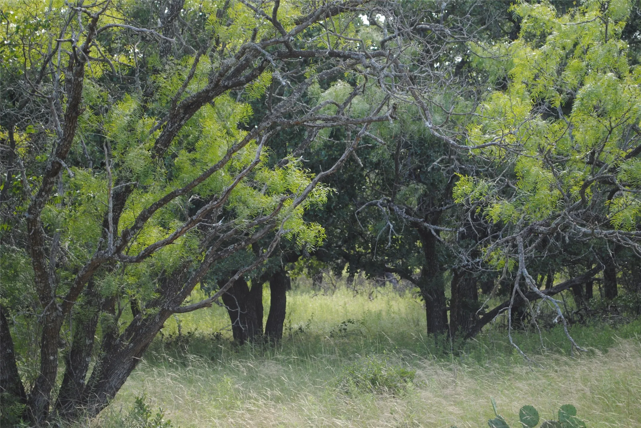 Ranch For Sale in Comanche County , 0000 Cr 190, Comanche, Texas 76442, 0, 0, Garage spaces, 0 Sqft, built in 0, Price $3,950,000, mls#21331900, Real Estate Agent in Comanche, Homes For Sale in Comanche county, Homes For Sale in Comanche, Realtor in Comanche Texas, Real Estate Brokerage Independent Realty Texas, Luminita Cordes Realtor