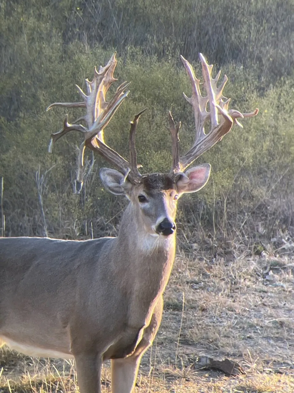 Ranch For Sale in Comanche County , 0000 Cr 190, Comanche, Texas 76442, 0, 0, Garage spaces, 0 Sqft, built in 0, Price $3,950,000, mls#21331900, Real Estate Agent in Comanche, Homes For Sale in Comanche county, Homes For Sale in Comanche, Realtor in Comanche Texas, Real Estate Brokerage Independent Realty Texas, Luminita Cordes Realtor