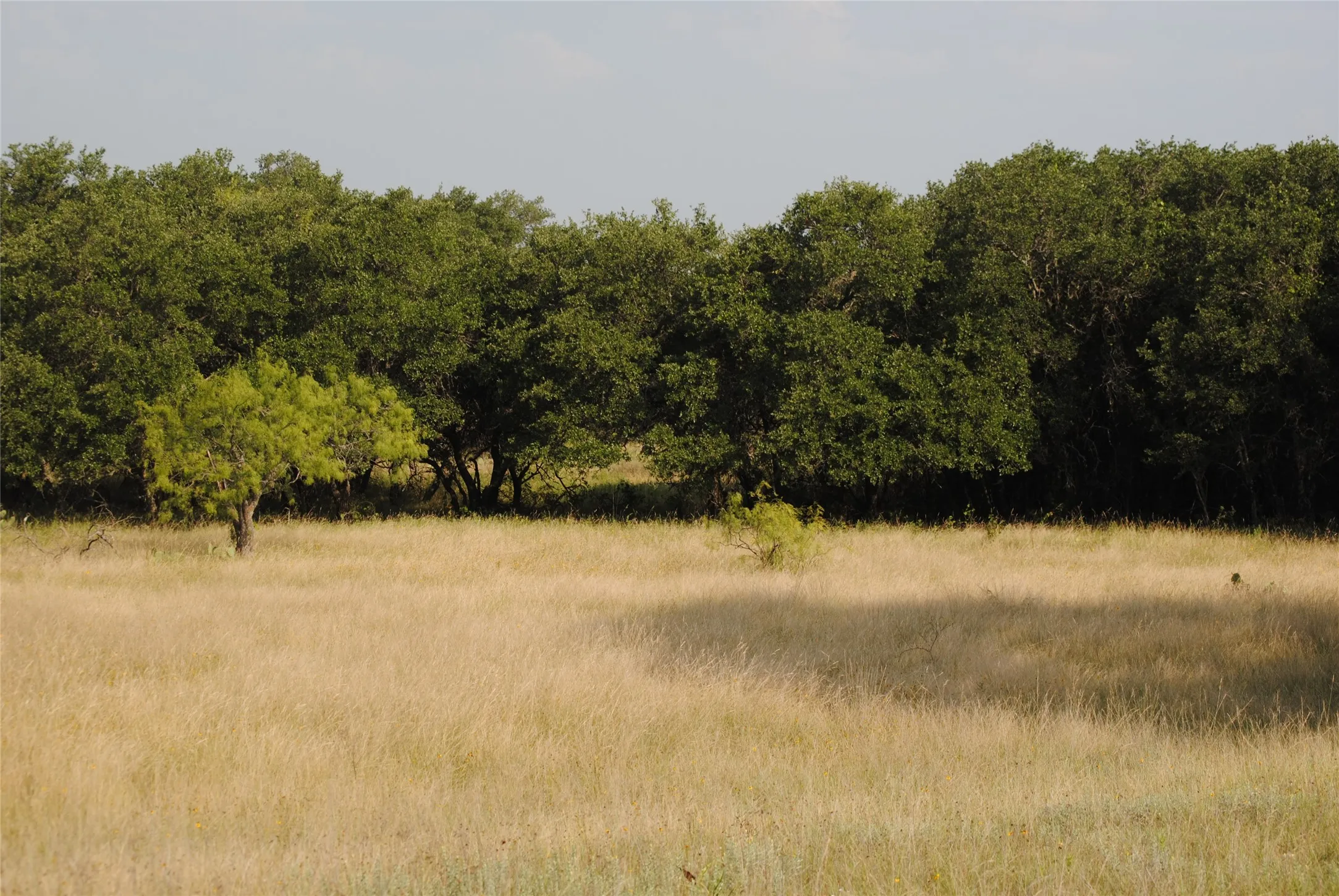 Ranch For Sale in Comanche County , 0000 Cr 190, Comanche, Texas 76442, 0, 0, Garage spaces, 0 Sqft, built in 0, Price $3,950,000, mls#21331900, Real Estate Agent in Comanche, Homes For Sale in Comanche county, Homes For Sale in Comanche, Realtor in Comanche Texas, Real Estate Brokerage Independent Realty Texas, Luminita Cordes Realtor