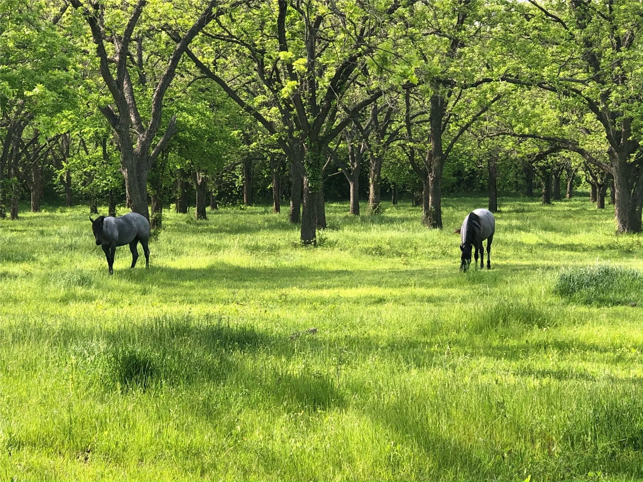Horse grazing area