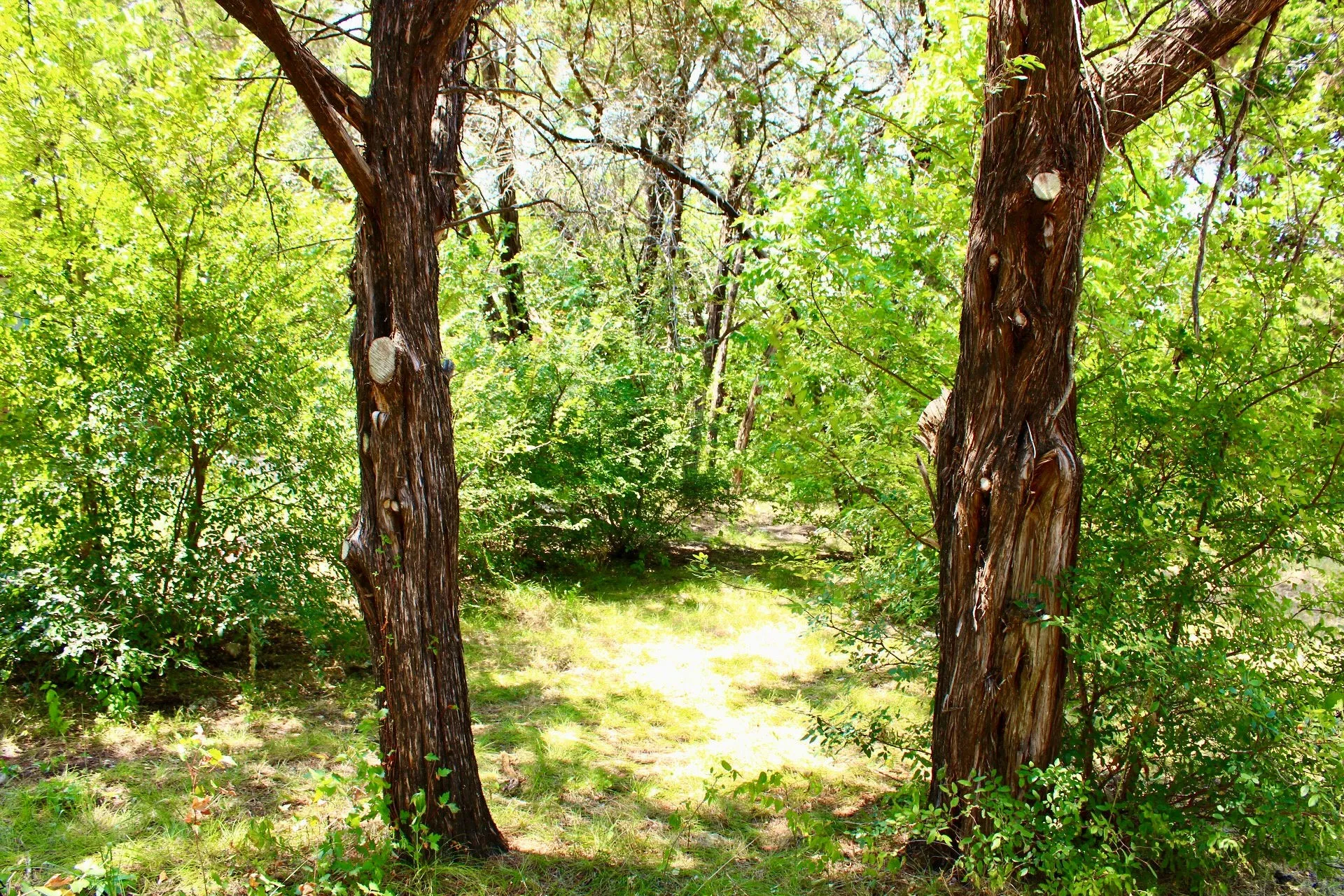 Mature wooded grounds featuring towering trees with established canopy coverage and natural understory vegetation, offering serene outdoor space and natural privacy screening