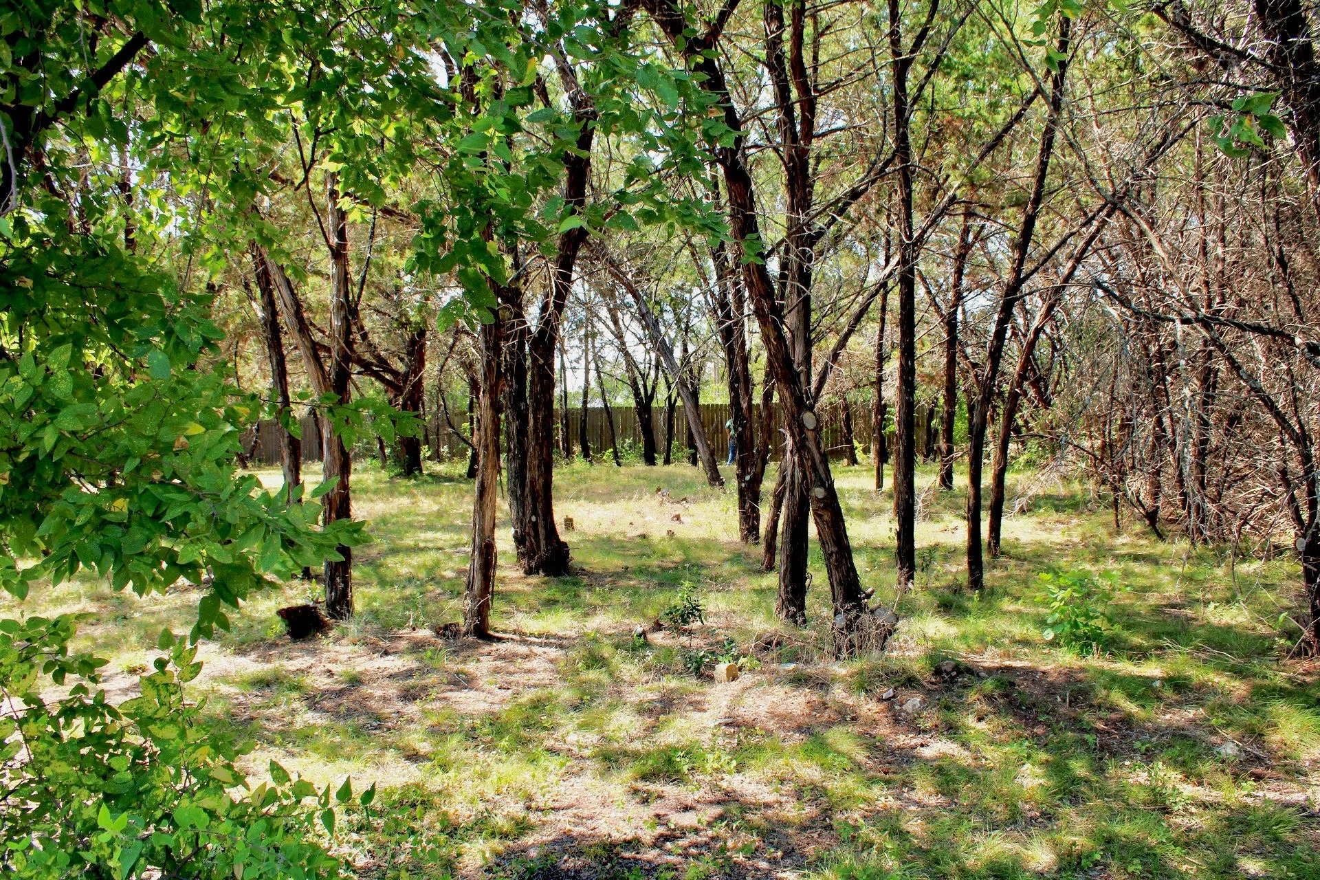 Mature wooded grounds featuring towering trees with established canopy coverage and natural understory vegetation