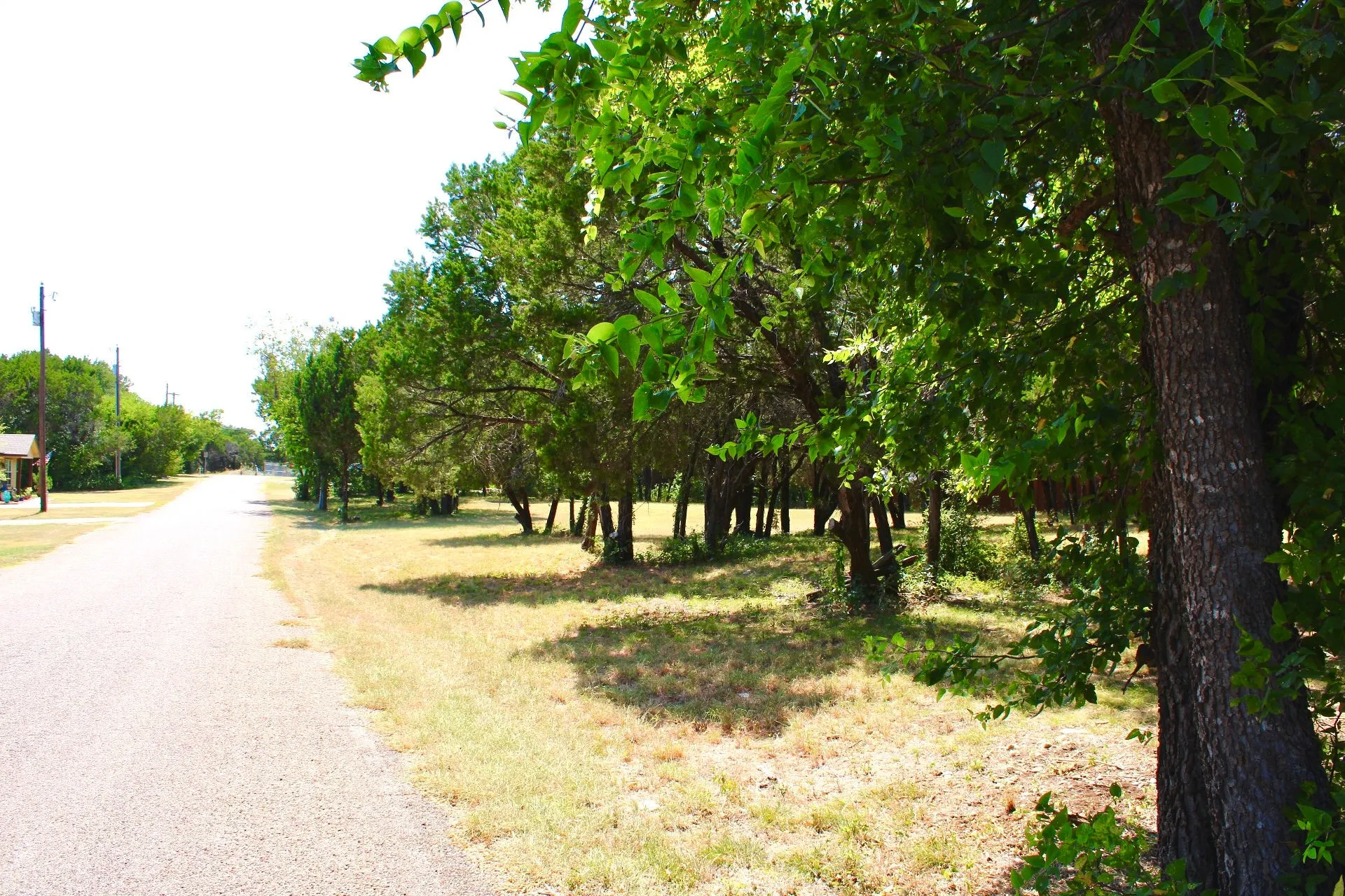 Mature tree-lined driveway with established shade canopy and expansive grounds