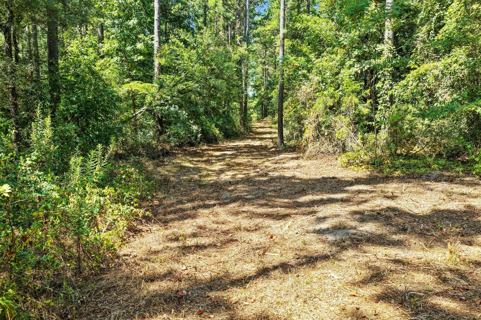 Unimproved Land For Sale in Camp County , Lot 1 County Road 1240, Pittsburg, Texas 75686, 0, 0, Garage spaces, 0 Sqft, built in 0, Price $87,805, mls#21355664, Real Estate Agent in Pittsburg, Homes For Sale in Camp county, Homes For Sale in Pittsburg, Realtor in Pittsburg Texas, Real Estate Brokerage Independent Realty Texas, Luminita Cordes Realtor