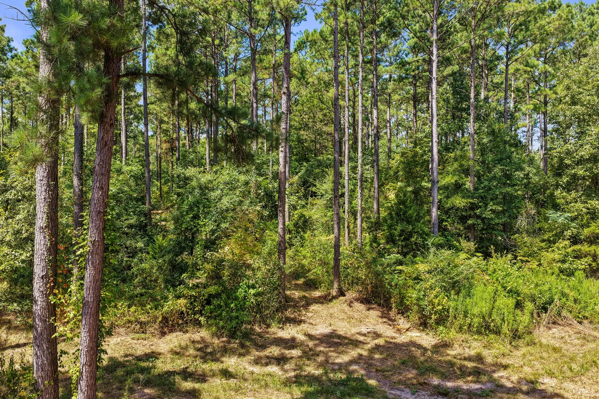 Unimproved Land For Sale in Camp County , Lot 1 County Road 1240, Pittsburg, Texas 75686, 0, 0, Garage spaces, 0 Sqft, built in 0, Price $87,805, mls#21355664, Real Estate Agent in Pittsburg, Homes For Sale in Camp county, Homes For Sale in Pittsburg, Realtor in Pittsburg Texas, Real Estate Brokerage Independent Realty Texas, Luminita Cordes Realtor