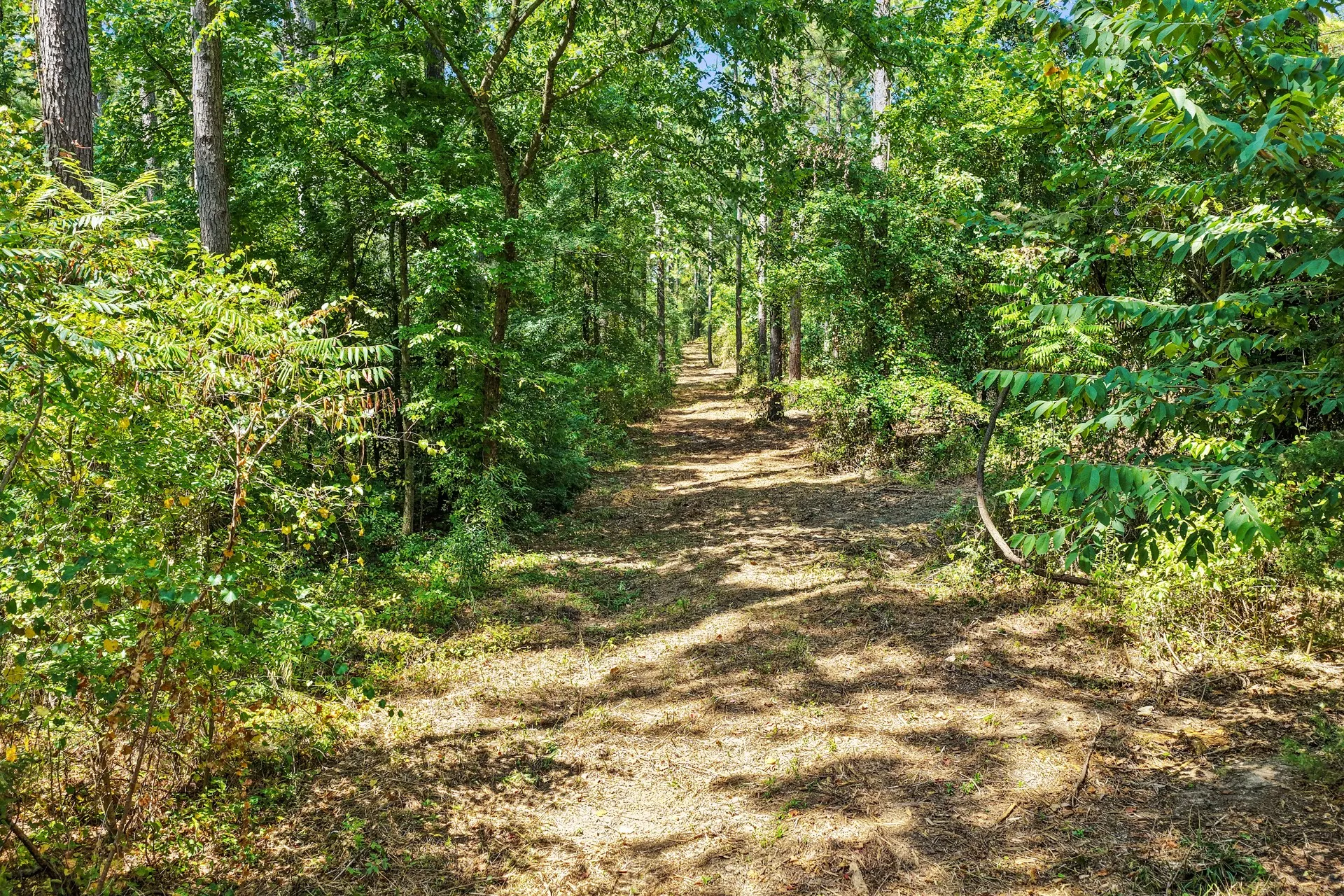 Unimproved Land For Sale in Camp County , Lot 1 County Road 1240, Pittsburg, Texas 75686, 0, 0, Garage spaces, 0 Sqft, built in 0, Price $87,805, mls#21355664, Real Estate Agent in Pittsburg, Homes For Sale in Camp county, Homes For Sale in Pittsburg, Realtor in Pittsburg Texas, Real Estate Brokerage Independent Realty Texas, Luminita Cordes Realtor