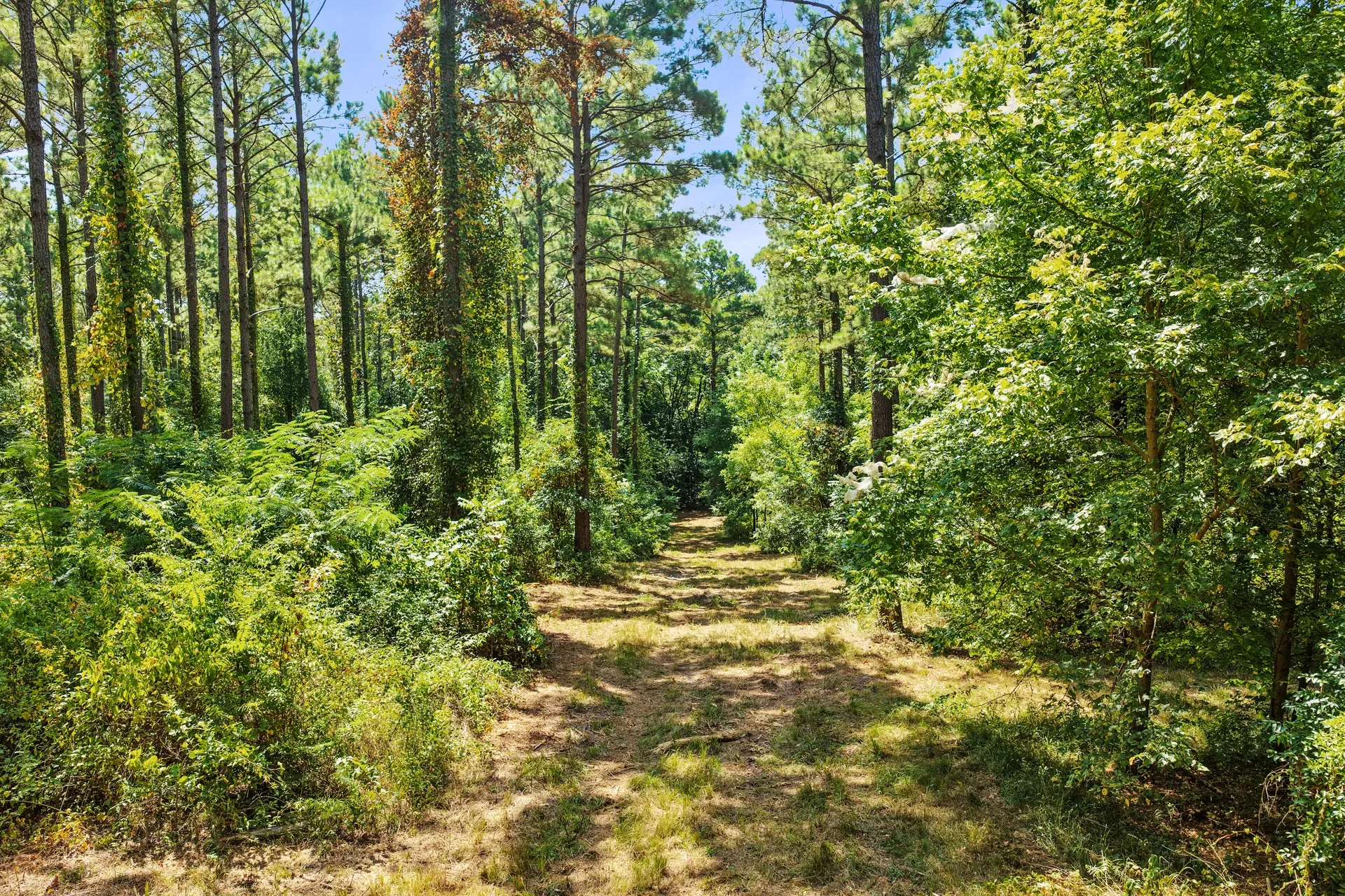 Unimproved Land For Sale in Camp County , Lot 1 County Road 1240, Pittsburg, Texas 75686, 0, 0, Garage spaces, 0 Sqft, built in 0, Price $87,805, mls#21355664, Real Estate Agent in Pittsburg, Homes For Sale in Camp county, Homes For Sale in Pittsburg, Realtor in Pittsburg Texas, Real Estate Brokerage Independent Realty Texas, Luminita Cordes Realtor