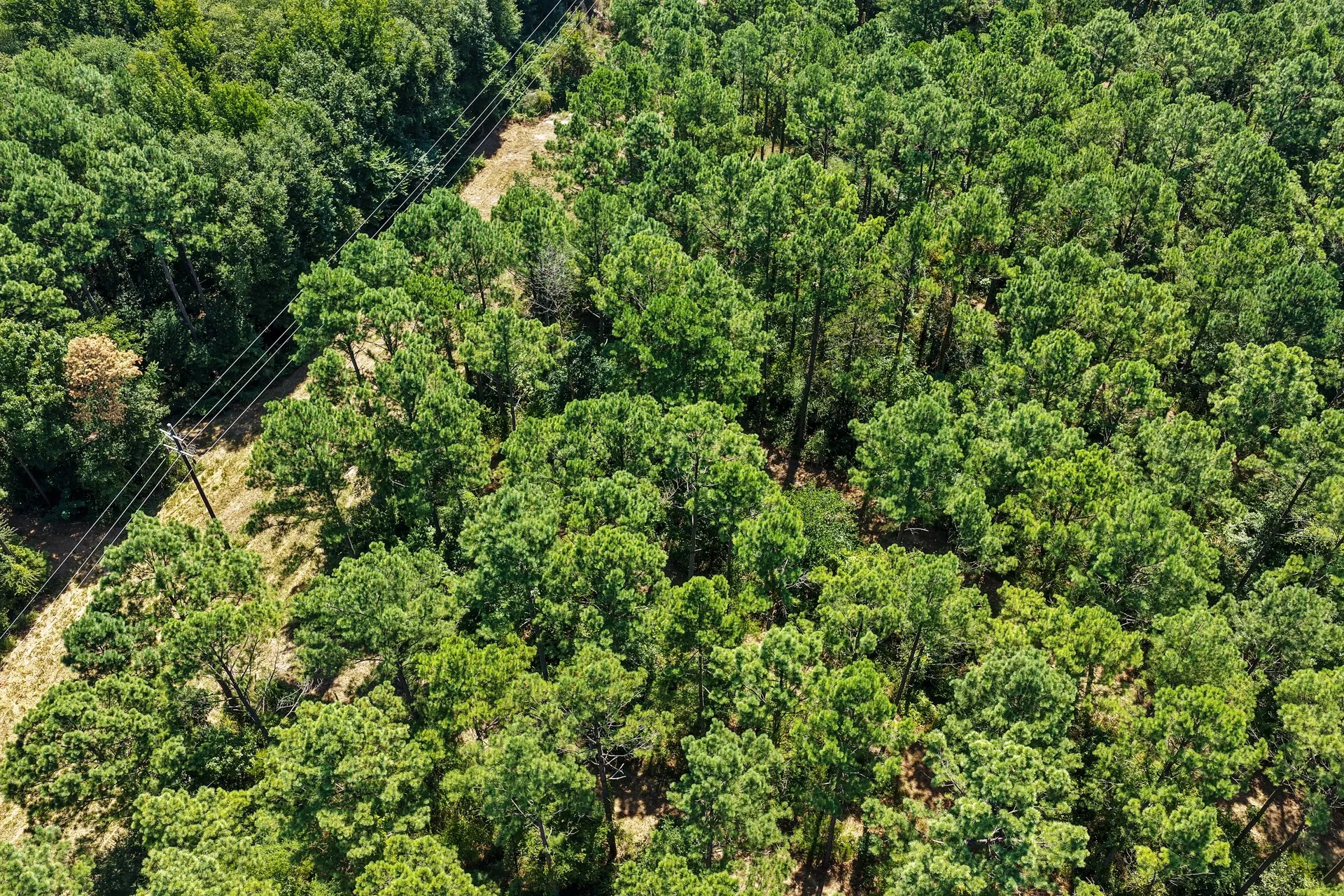 Unimproved Land For Sale in Camp County , Lot 1 County Road 1240, Pittsburg, Texas 75686, 0, 0, Garage spaces, 0 Sqft, built in 0, Price $87,805, mls#21355664, Real Estate Agent in Pittsburg, Homes For Sale in Camp county, Homes For Sale in Pittsburg, Realtor in Pittsburg Texas, Real Estate Brokerage Independent Realty Texas, Luminita Cordes Realtor