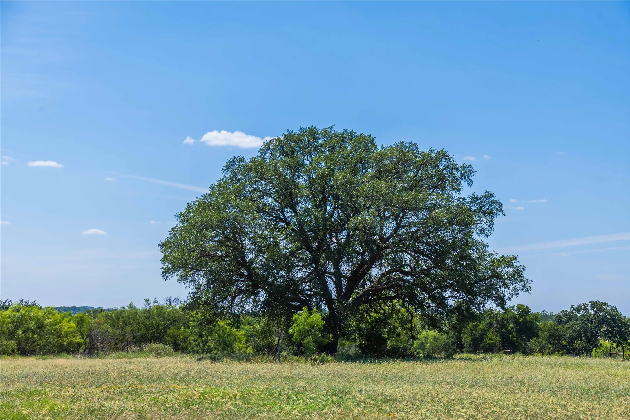 Some really large, nice trees on this property