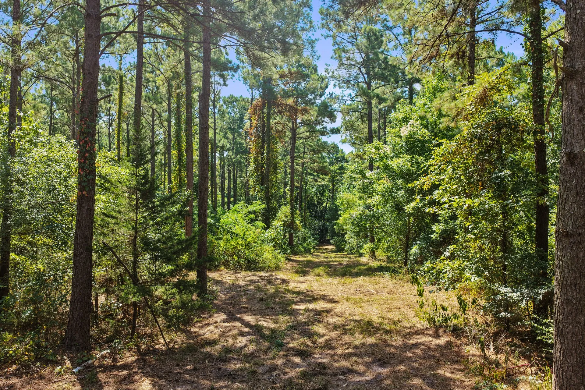 Unimproved Land For Sale in Camp County , Lot 2 County Road 1240, Pittsburg, Texas 75686, 0, 0, Garage spaces, 0 Sqft, built in 0, Price $90,950, mls#21355730, Real Estate Agent in Pittsburg, Homes For Sale in Camp county, Homes For Sale in Pittsburg, Realtor in Pittsburg Texas, Real Estate Brokerage Independent Realty Texas, Luminita Cordes Realtor