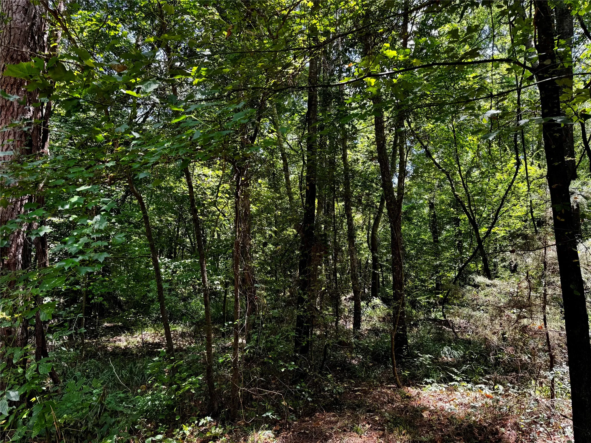 Unimproved Land For Sale in Camp County , Lot 2 County Road 1240, Pittsburg, Texas 75686, 0, 0, Garage spaces, 0 Sqft, built in 0, Price $90,950, mls#21355730, Real Estate Agent in Pittsburg, Homes For Sale in Camp county, Homes For Sale in Pittsburg, Realtor in Pittsburg Texas, Real Estate Brokerage Independent Realty Texas, Luminita Cordes Realtor