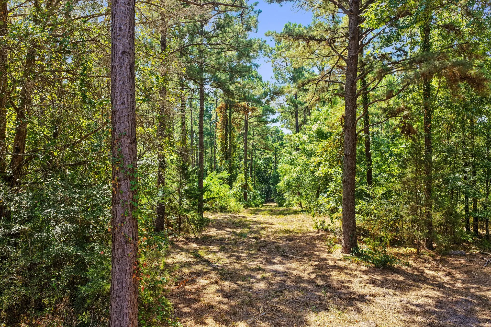 Unimproved Land For Sale in Camp County , Lot 2 County Road 1240, Pittsburg, Texas 75686, 0, 0, Garage spaces, 0 Sqft, built in 0, Price $90,950, mls#21355730, Real Estate Agent in Pittsburg, Homes For Sale in Camp county, Homes For Sale in Pittsburg, Realtor in Pittsburg Texas, Real Estate Brokerage Independent Realty Texas, Luminita Cordes Realtor