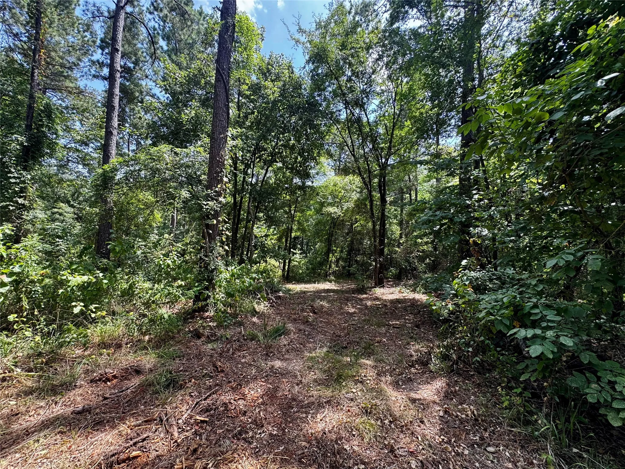 Unimproved Land For Sale in Camp County , Lot 2 County Road 1240, Pittsburg, Texas 75686, 0, 0, Garage spaces, 0 Sqft, built in 0, Price $90,950, mls#21355730, Real Estate Agent in Pittsburg, Homes For Sale in Camp county, Homes For Sale in Pittsburg, Realtor in Pittsburg Texas, Real Estate Brokerage Independent Realty Texas, Luminita Cordes Realtor