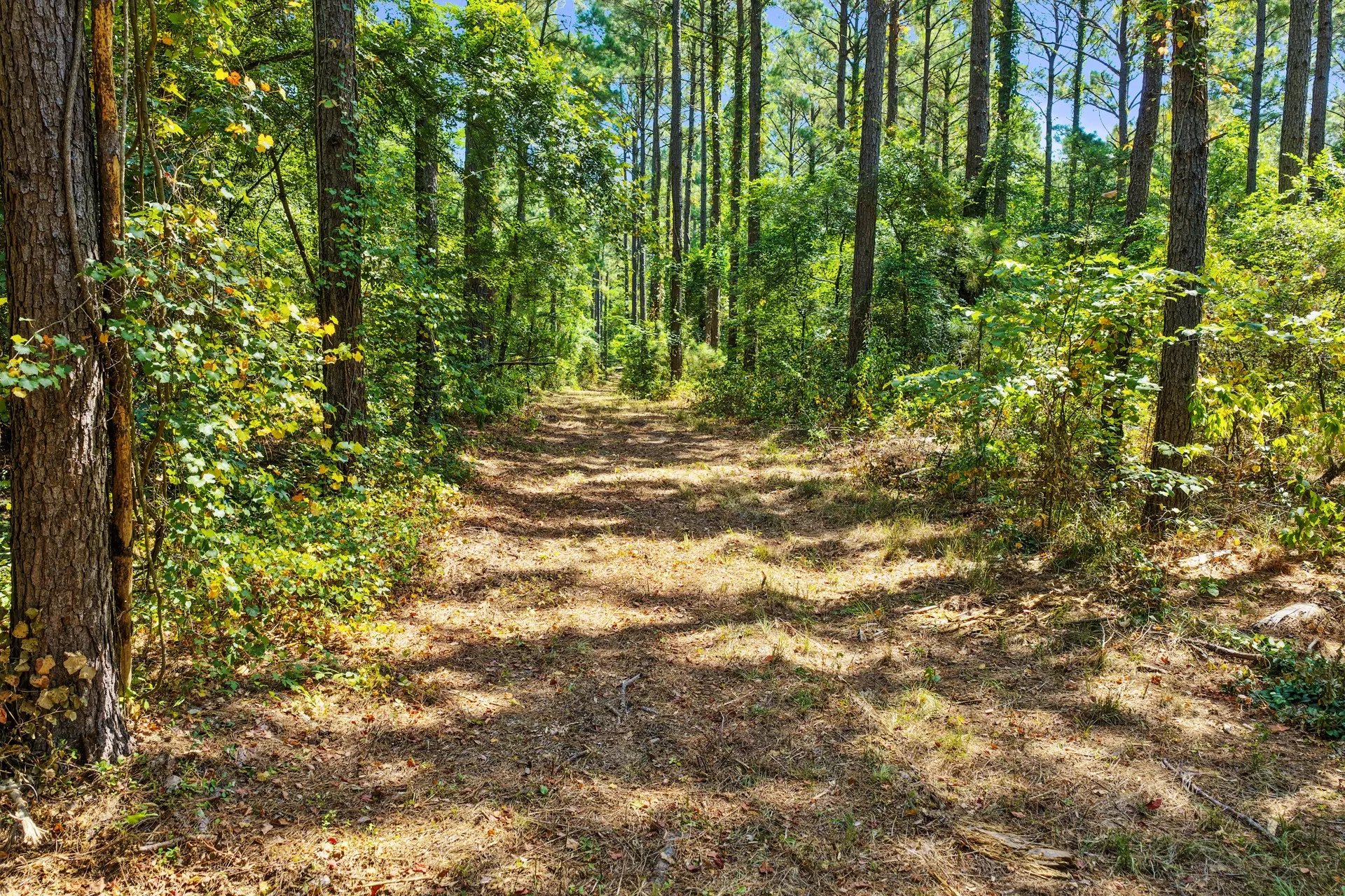 Unimproved Land For Sale in Camp County , Lot 2 County Road 1240, Pittsburg, Texas 75686, 0, 0, Garage spaces, 0 Sqft, built in 0, Price $90,950, mls#21355730, Real Estate Agent in Pittsburg, Homes For Sale in Camp county, Homes For Sale in Pittsburg, Realtor in Pittsburg Texas, Real Estate Brokerage Independent Realty Texas, Luminita Cordes Realtor