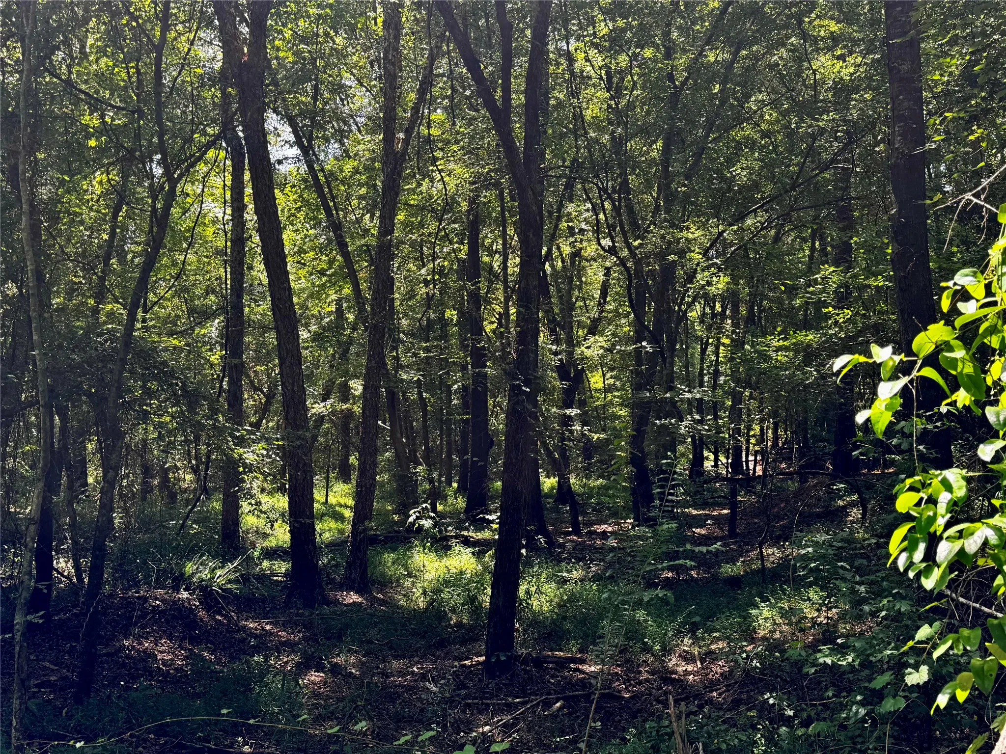 Unimproved Land For Sale in Camp County , Lot 2 County Road 1240, Pittsburg, Texas 75686, 0, 0, Garage spaces, 0 Sqft, built in 0, Price $90,950, mls#21355730, Real Estate Agent in Pittsburg, Homes For Sale in Camp county, Homes For Sale in Pittsburg, Realtor in Pittsburg Texas, Real Estate Brokerage Independent Realty Texas, Luminita Cordes Realtor