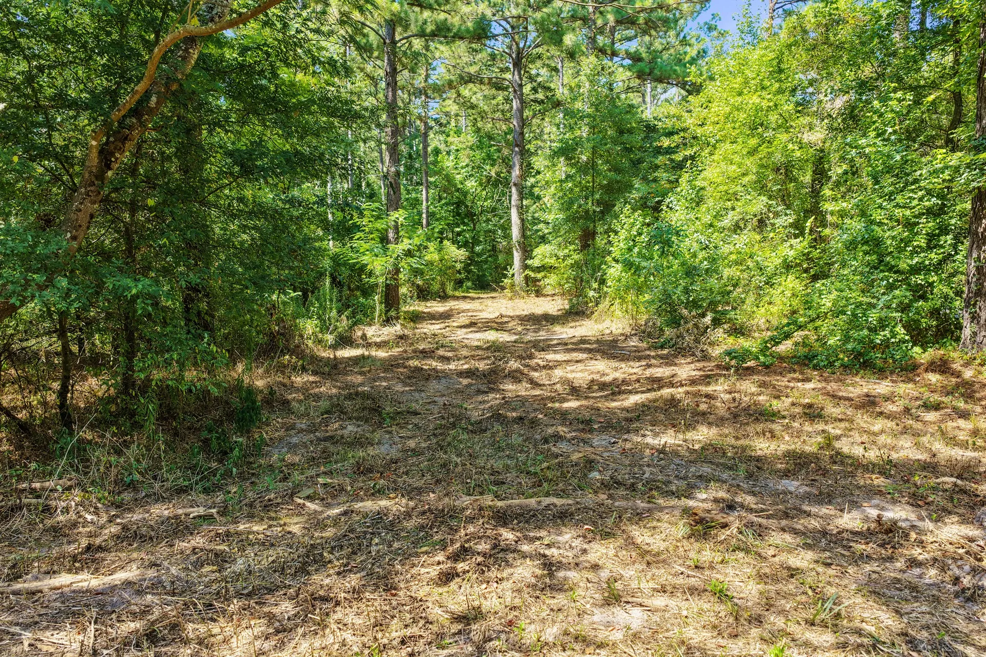 Unimproved Land For Sale in Camp County , Lot 2 County Road 1240, Pittsburg, Texas 75686, 0, 0, Garage spaces, 0 Sqft, built in 0, Price $90,950, mls#21355730, Real Estate Agent in Pittsburg, Homes For Sale in Camp county, Homes For Sale in Pittsburg, Realtor in Pittsburg Texas, Real Estate Brokerage Independent Realty Texas, Luminita Cordes Realtor
