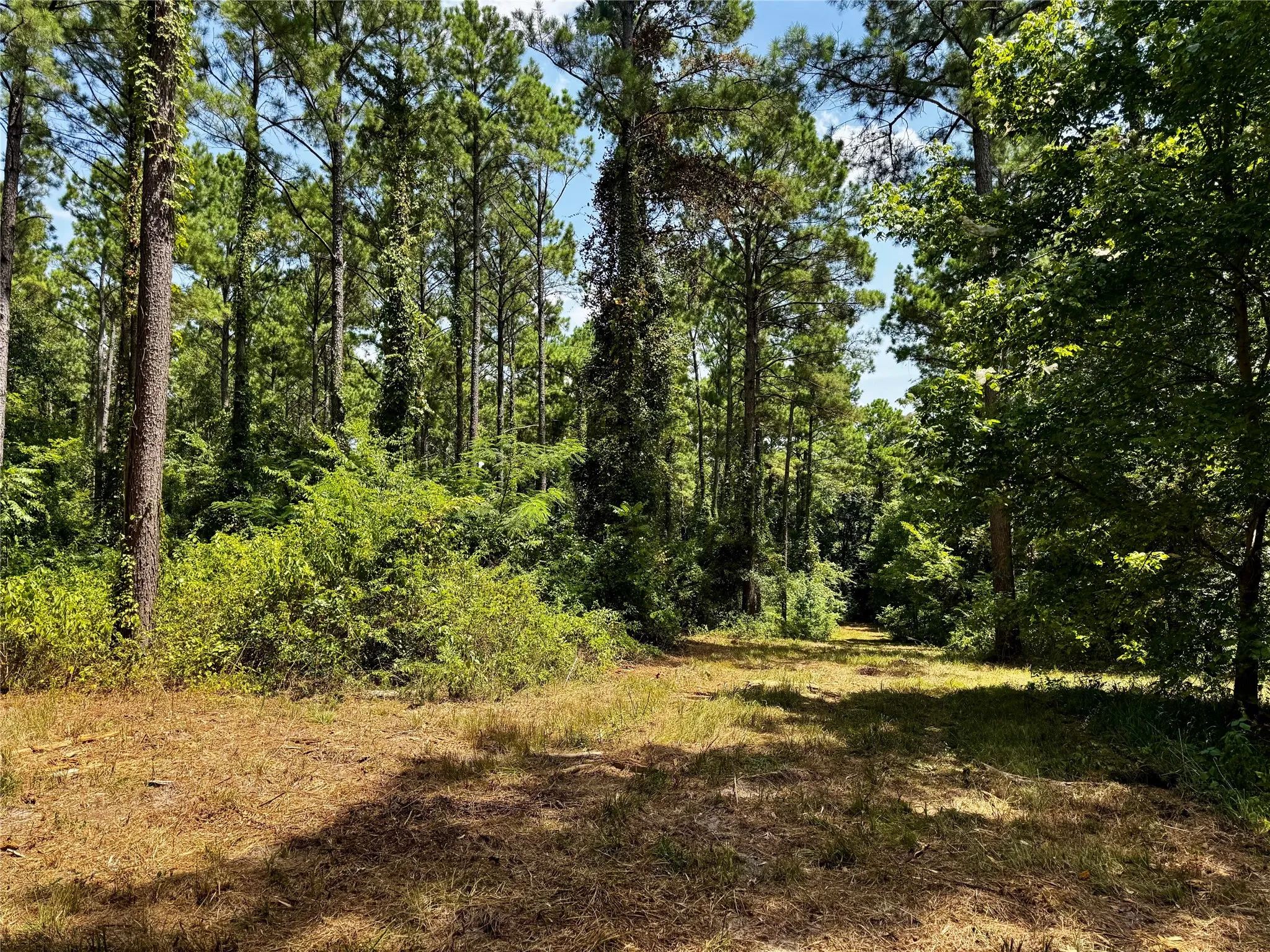 Unimproved Land For Sale in Camp County , Lot 2 County Road 1240, Pittsburg, Texas 75686, 0, 0, Garage spaces, 0 Sqft, built in 0, Price $90,950, mls#21355730, Real Estate Agent in Pittsburg, Homes For Sale in Camp county, Homes For Sale in Pittsburg, Realtor in Pittsburg Texas, Real Estate Brokerage Independent Realty Texas, Luminita Cordes Realtor