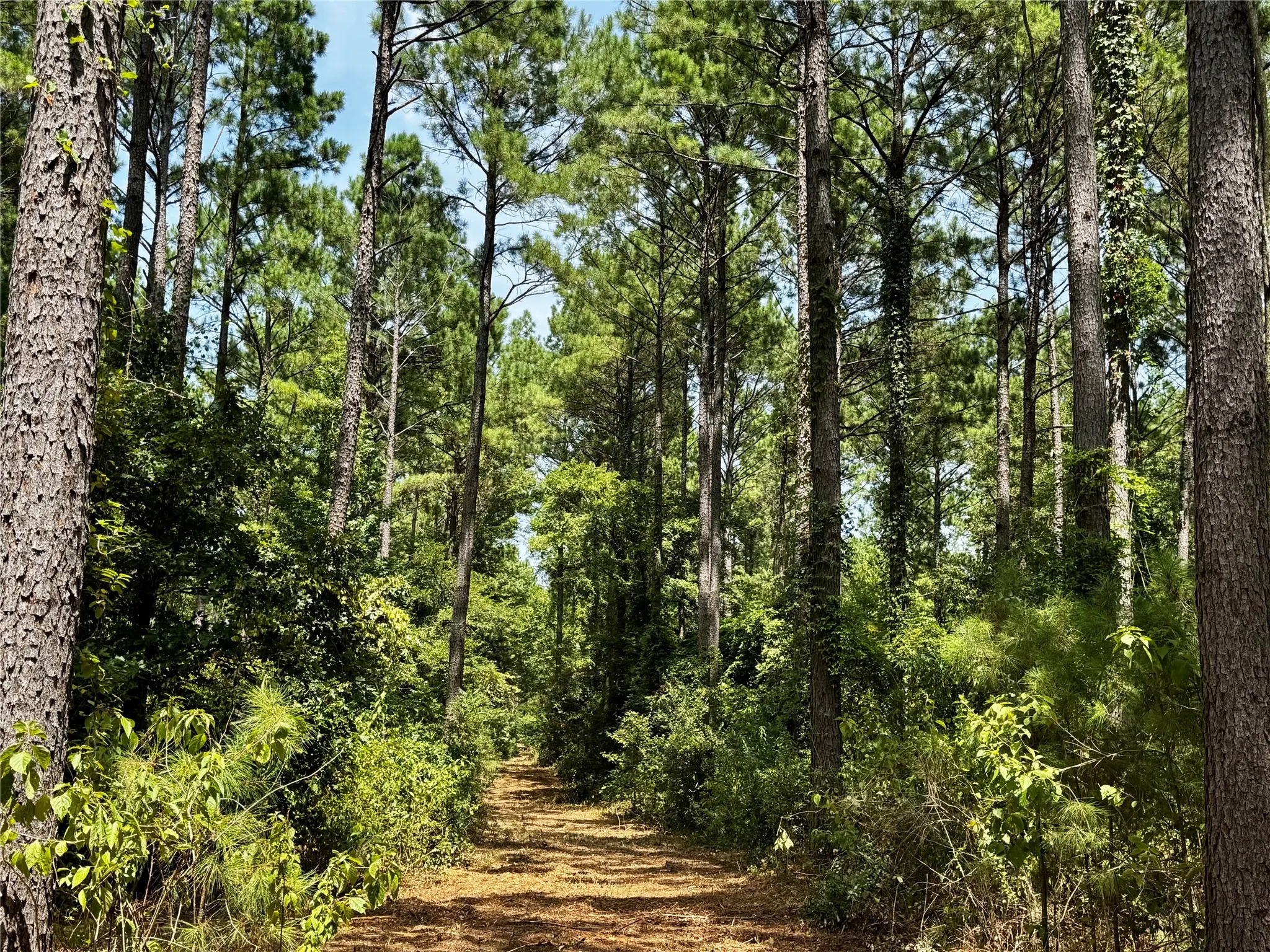 Unimproved Land For Sale in Camp County , Lot 2 County Road 1240, Pittsburg, Texas 75686, 0, 0, Garage spaces, 0 Sqft, built in 0, Price $90,950, mls#21355730, Real Estate Agent in Pittsburg, Homes For Sale in Camp county, Homes For Sale in Pittsburg, Realtor in Pittsburg Texas, Real Estate Brokerage Independent Realty Texas, Luminita Cordes Realtor