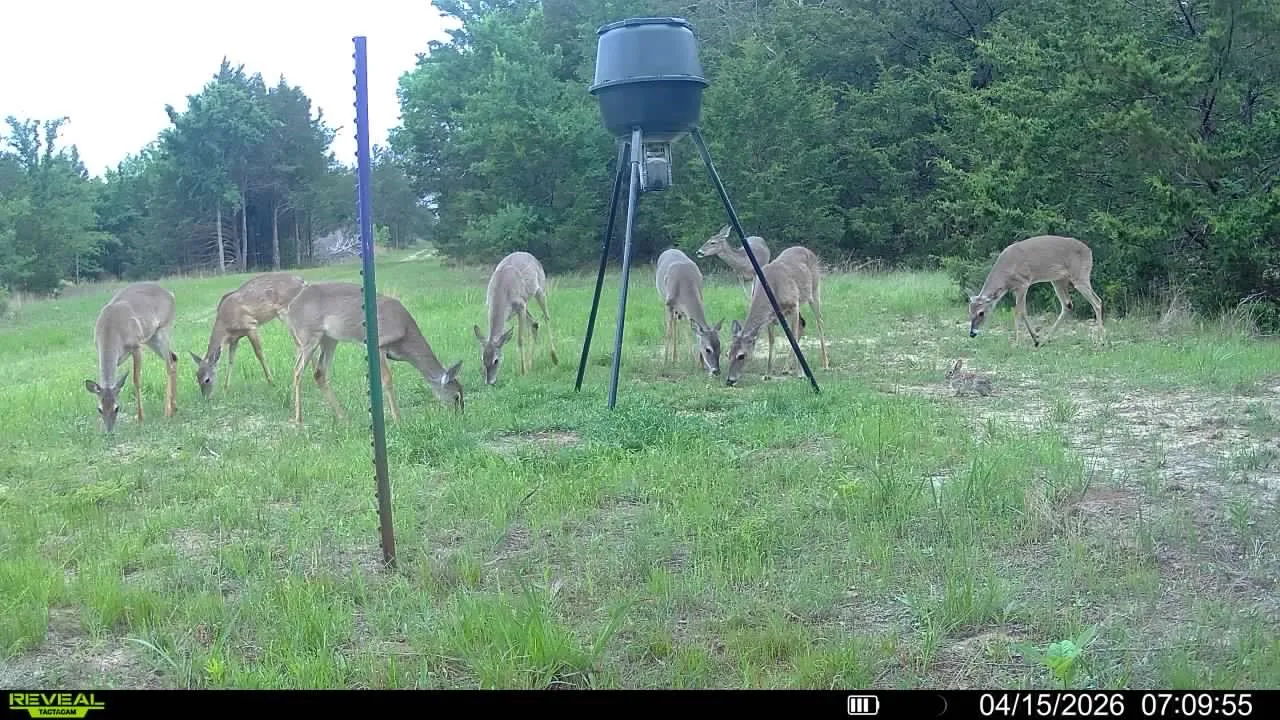 CAN YOU SAY DEER!