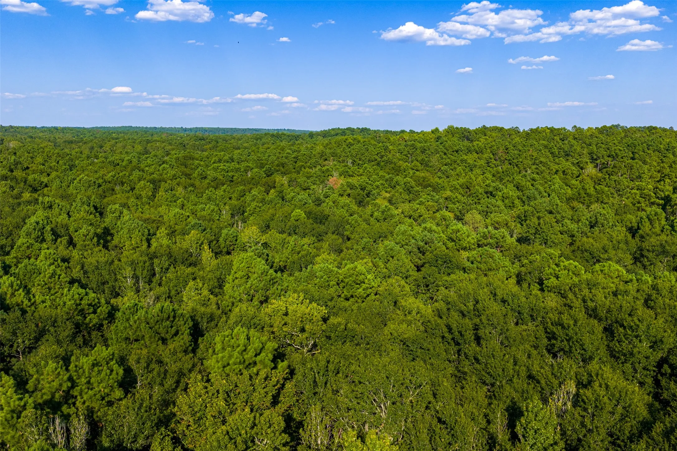 Unimproved Land For Sale in Henderson County , 0 County Road 3302, Brownsboro, Texas 75756, 0, 0, Garage spaces, 0 Sqft, built in 0, Price $625,000, mls#21356189, Real Estate Agent in Brownsboro, Homes For Sale in Henderson county, Homes For Sale in Brownsboro, Realtor in Brownsboro Texas, Real Estate Brokerage Independent Realty Texas, Luminita Cordes Realtor