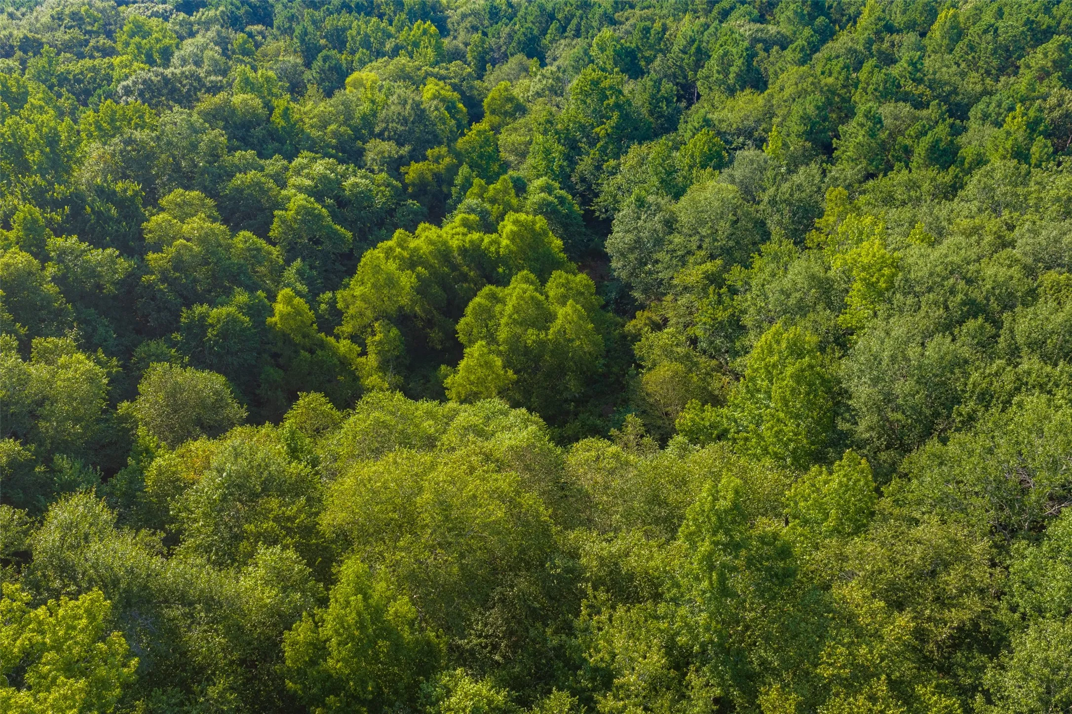 Unimproved Land For Sale in Henderson County , 0 County Road 3302, Brownsboro, Texas 75756, 0, 0, Garage spaces, 0 Sqft, built in 0, Price $625,000, mls#21356189, Real Estate Agent in Brownsboro, Homes For Sale in Henderson county, Homes For Sale in Brownsboro, Realtor in Brownsboro Texas, Real Estate Brokerage Independent Realty Texas, Luminita Cordes Realtor