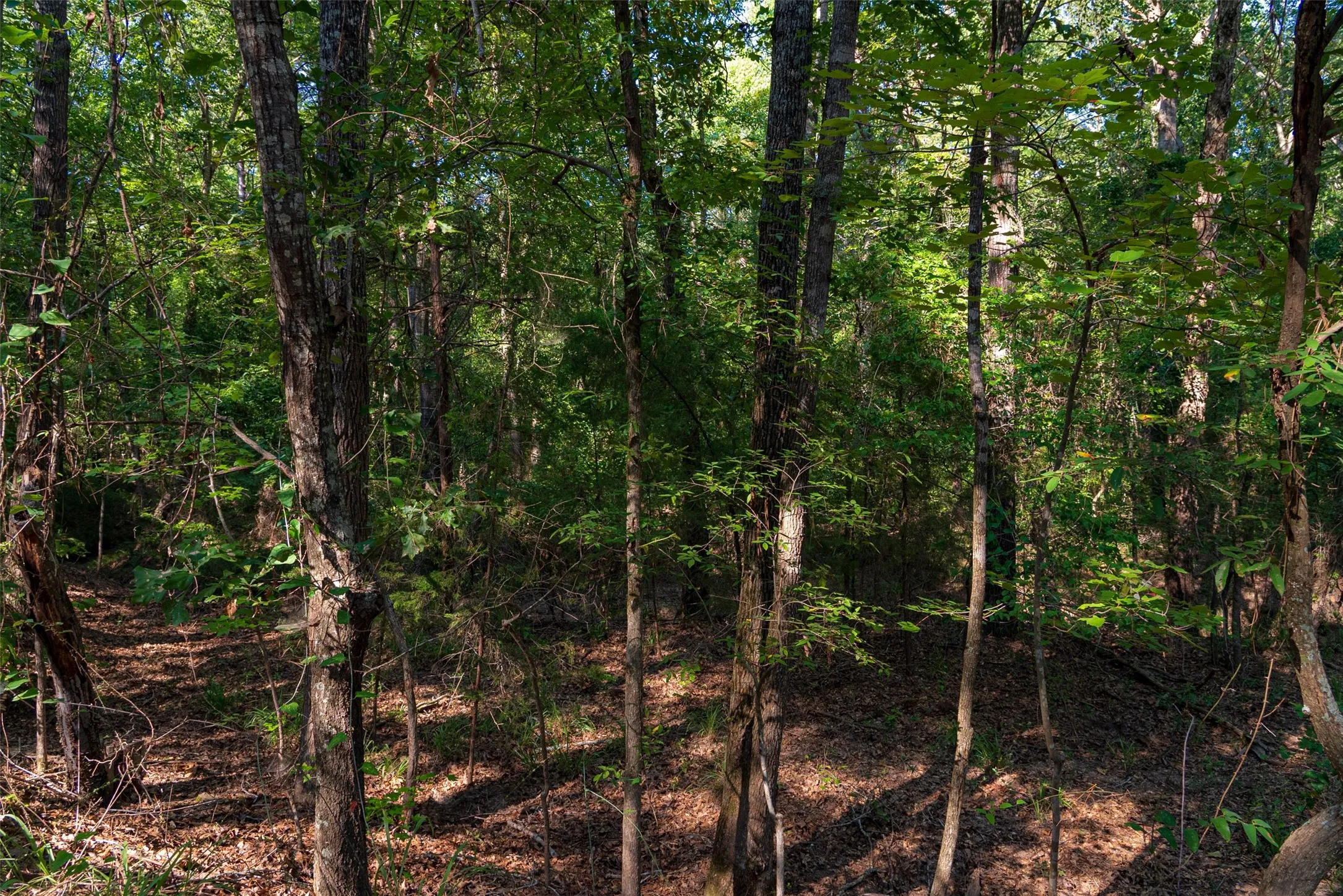 Unimproved Land For Sale in Henderson County , 0 County Road 3302, Brownsboro, Texas 75756, 0, 0, Garage spaces, 0 Sqft, built in 0, Price $625,000, mls#21356189, Real Estate Agent in Brownsboro, Homes For Sale in Henderson county, Homes For Sale in Brownsboro, Realtor in Brownsboro Texas, Real Estate Brokerage Independent Realty Texas, Luminita Cordes Realtor